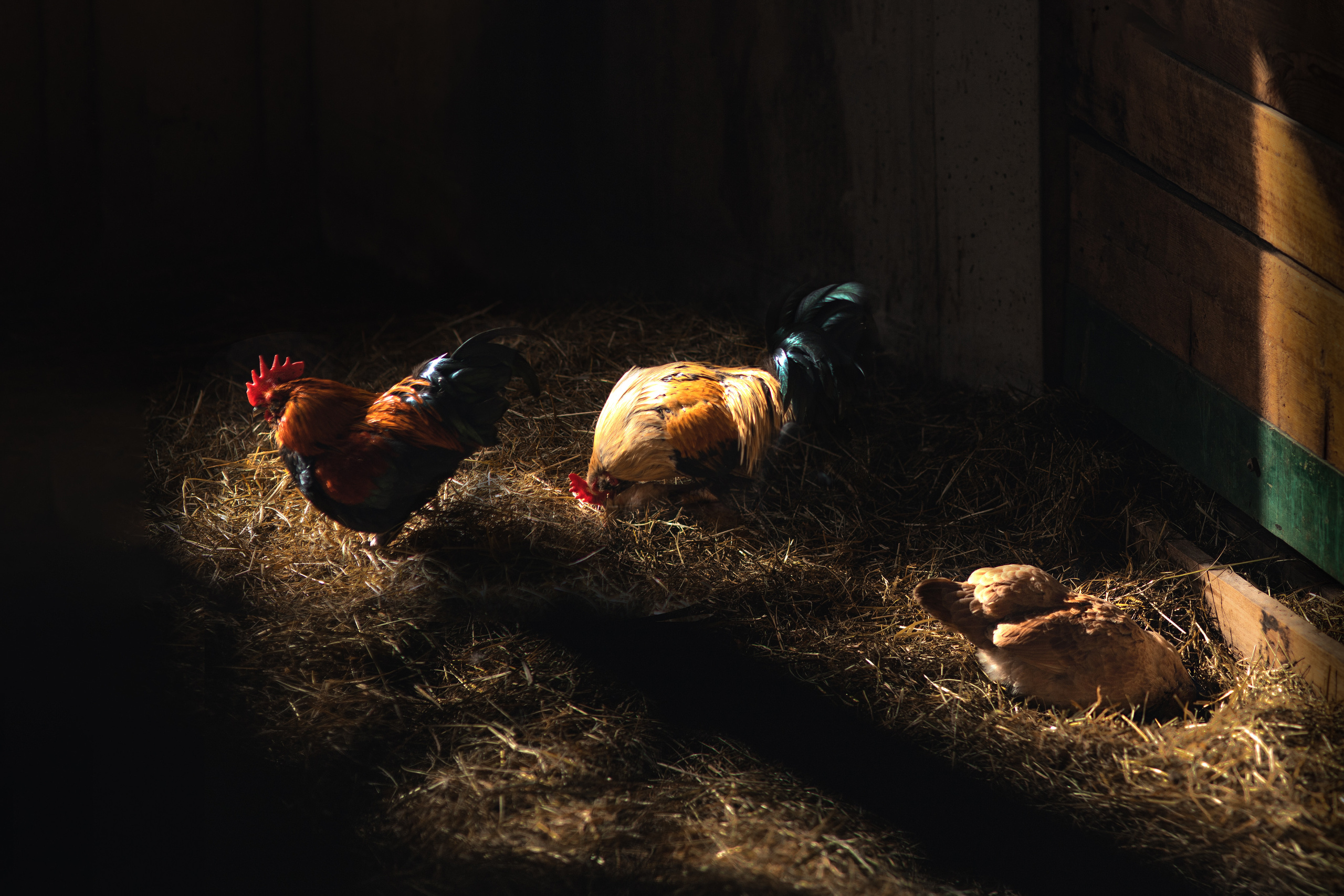 Projets créatifs. Fine Art photographer in Luxembourg Anastasia Arend