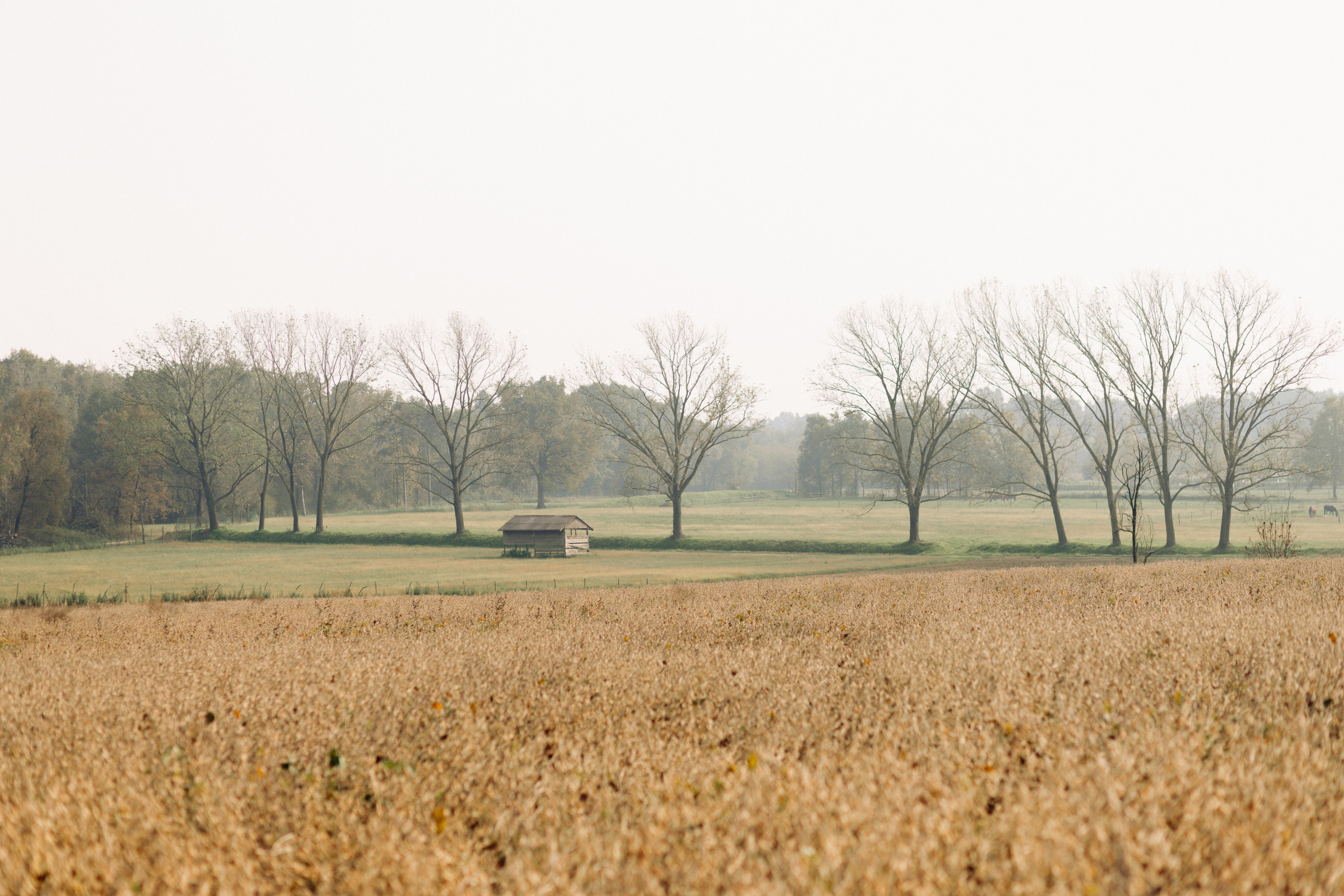 Autumn Wedding in the Vineyards of Piedmont, Italy — Kristina and Daniele. Liza Bizzaro — Italy Wedding, Love Story & Portrait Photographer in Milan, Turin, Piedmont and Across Italy