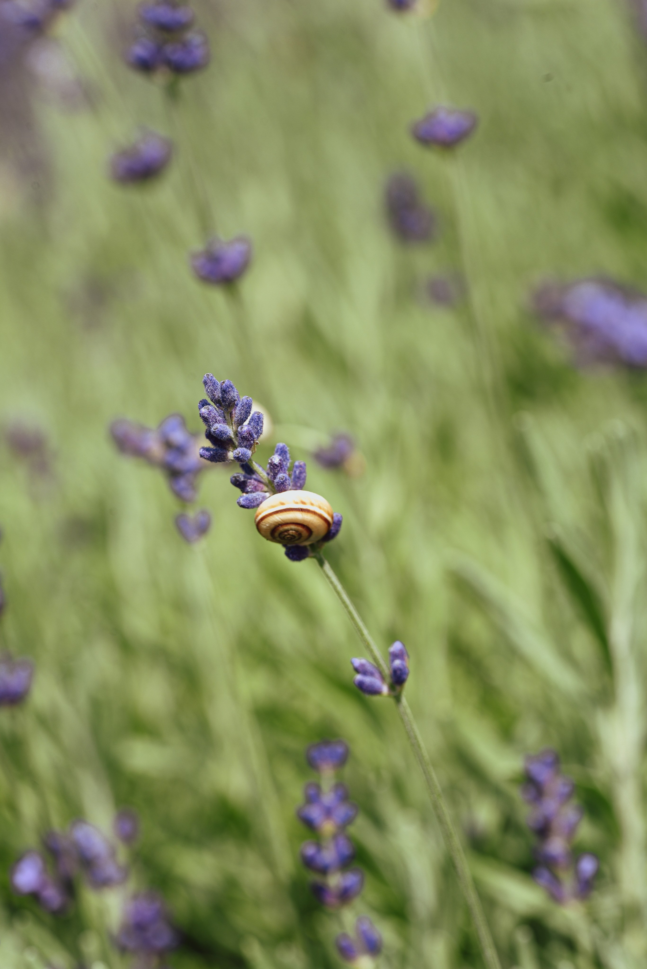 Kräutergarten Wipptal. Familienfotografin aus Sterzing Elena Muehlsteiger
