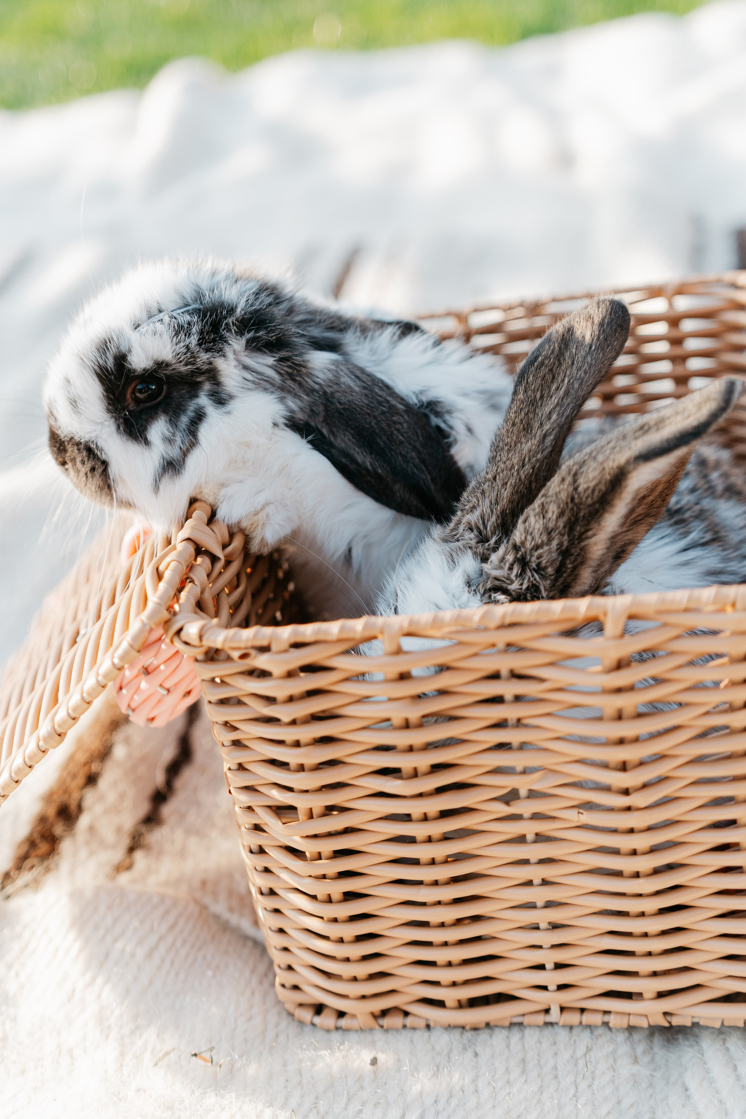EASTER. Ars Vidi | Digital Solutions
