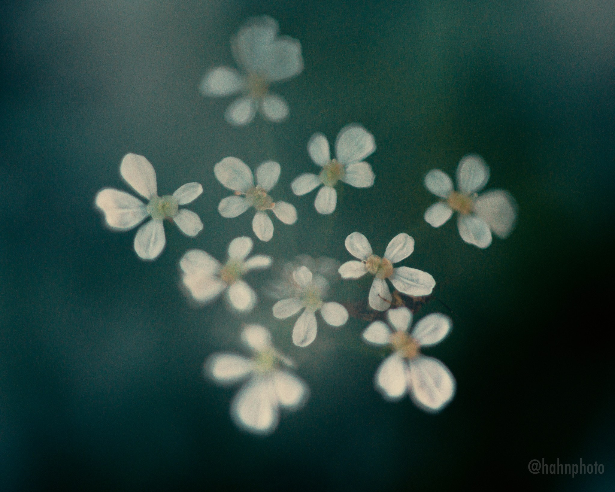 Intimate Landscapes. Nature Photographer and Videographer from Germany