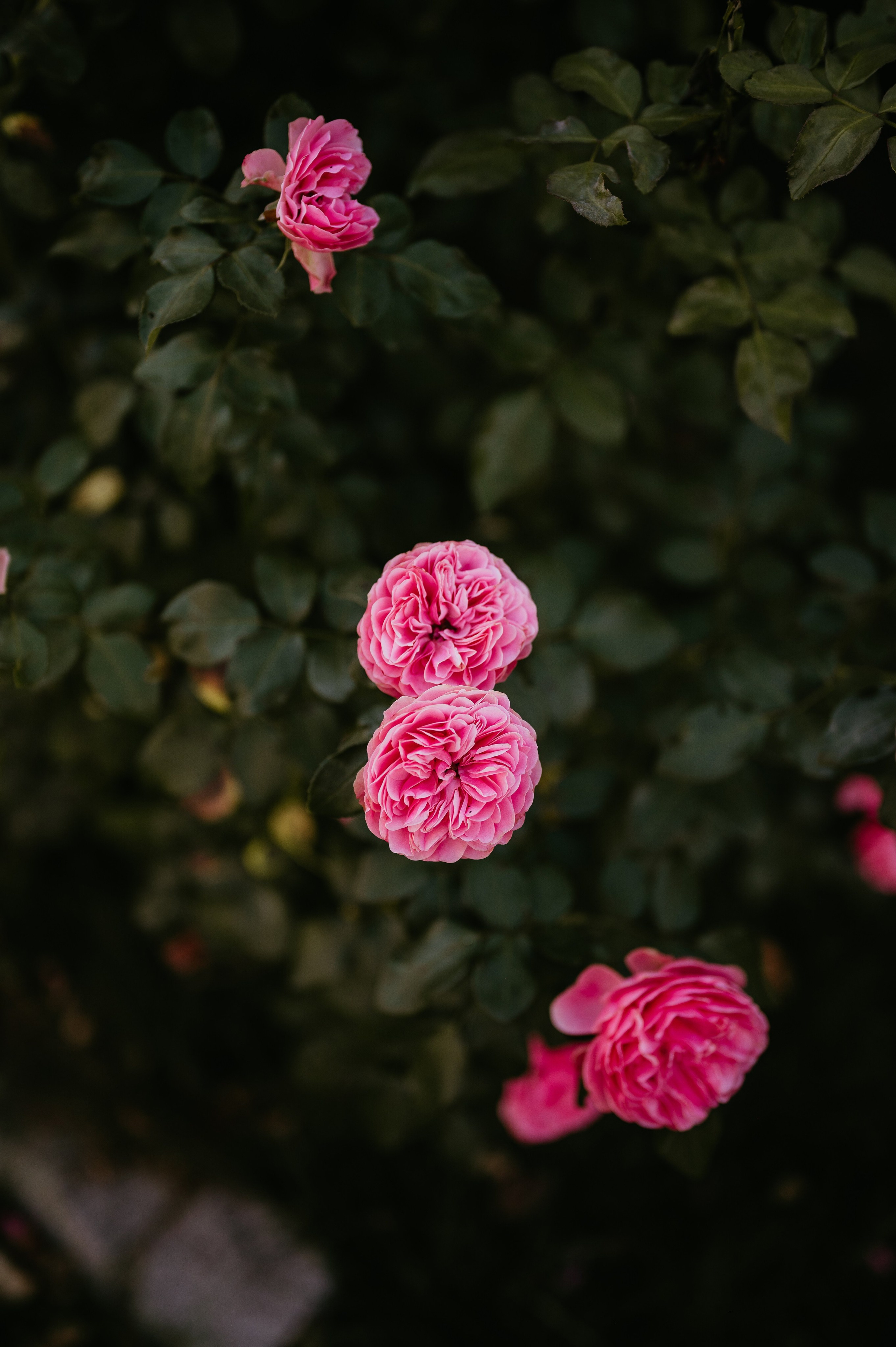 Robert si Ilinca. Valentin Melen - fotograf de nunta 🤍