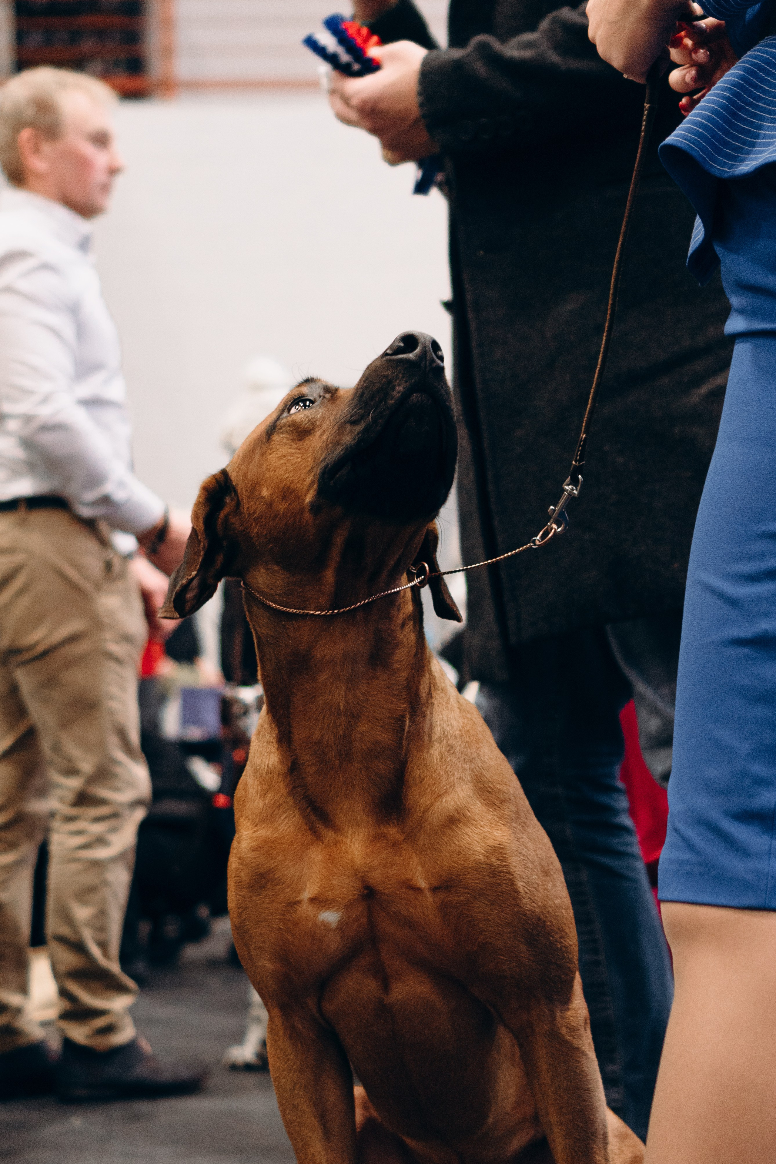 Pärnu dog weekend photo report. Kat Laisaar — Pet photographer in Tallinn