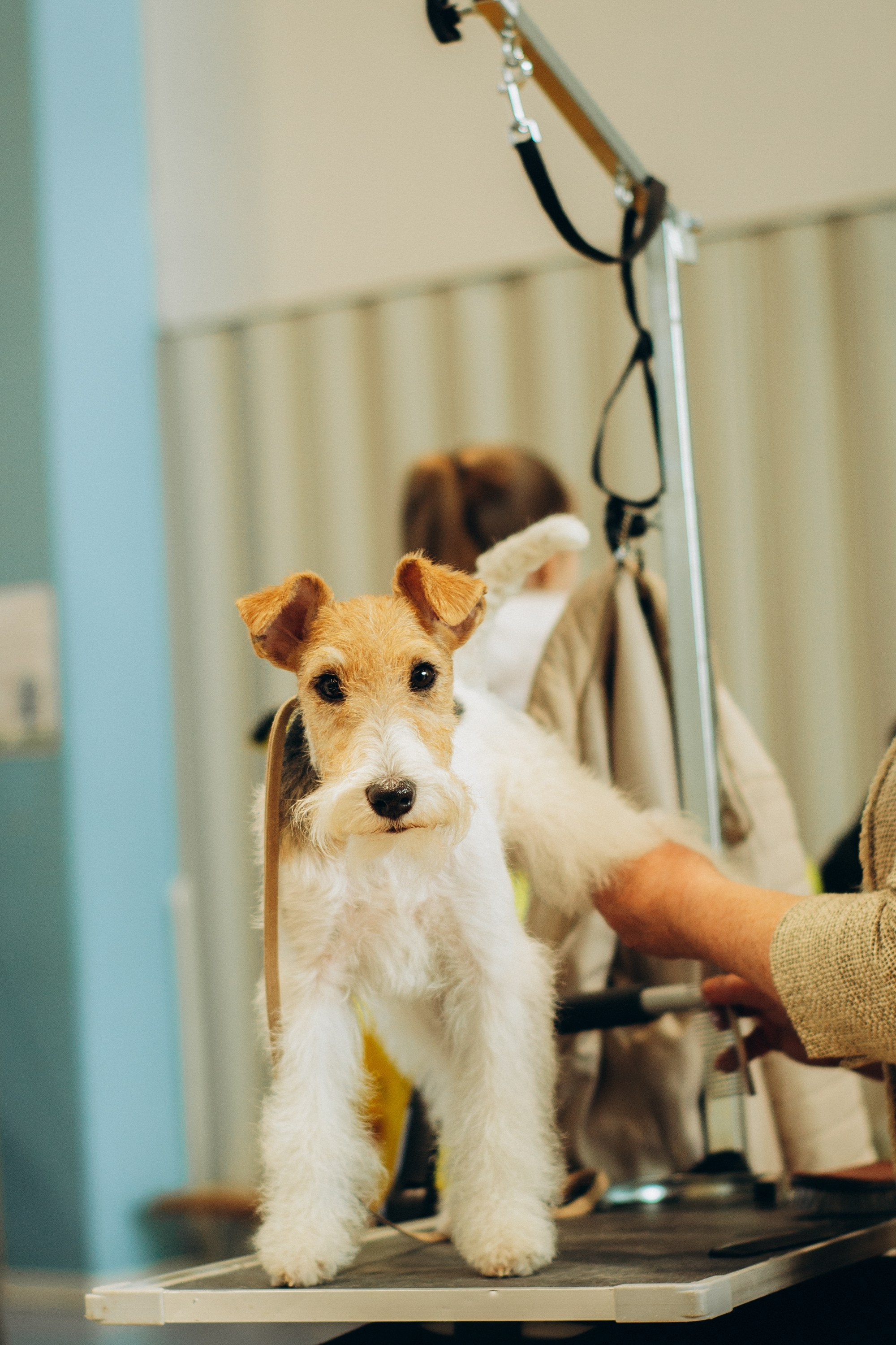 Rakvere Dog Show. Kat Laisaar — Pet photographer in Tallinn
