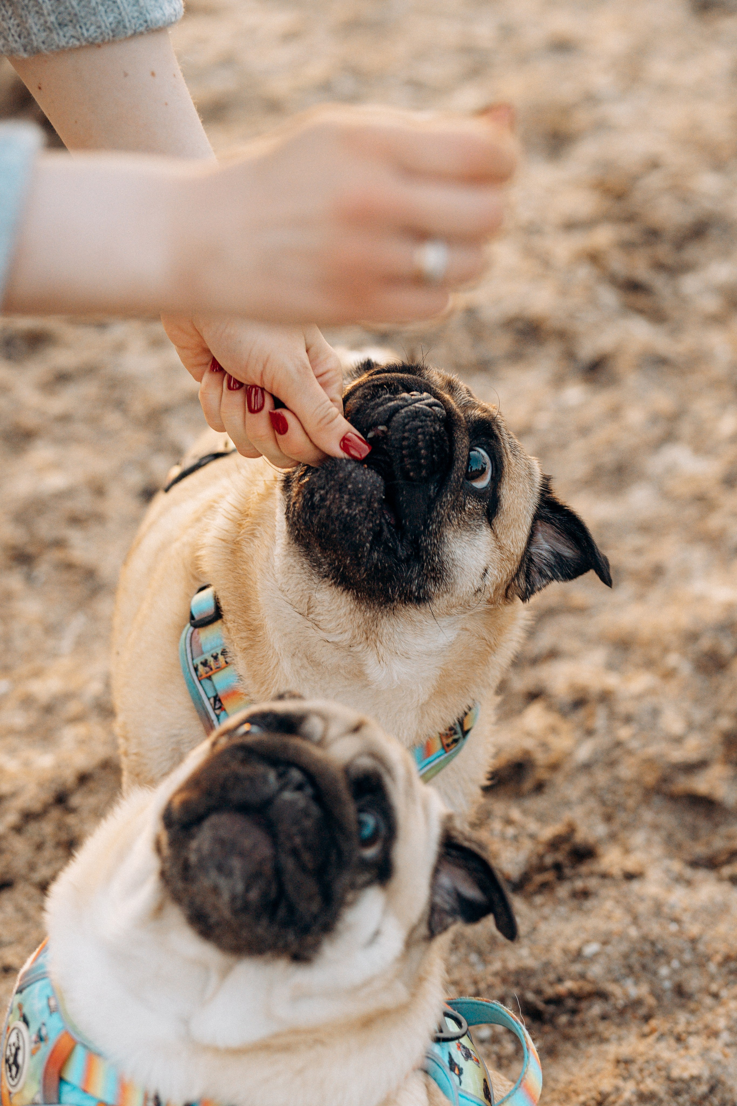 Frank, Tony, Katerina & Lev. Kat Laisaar — Pet photographer in Tallinn
