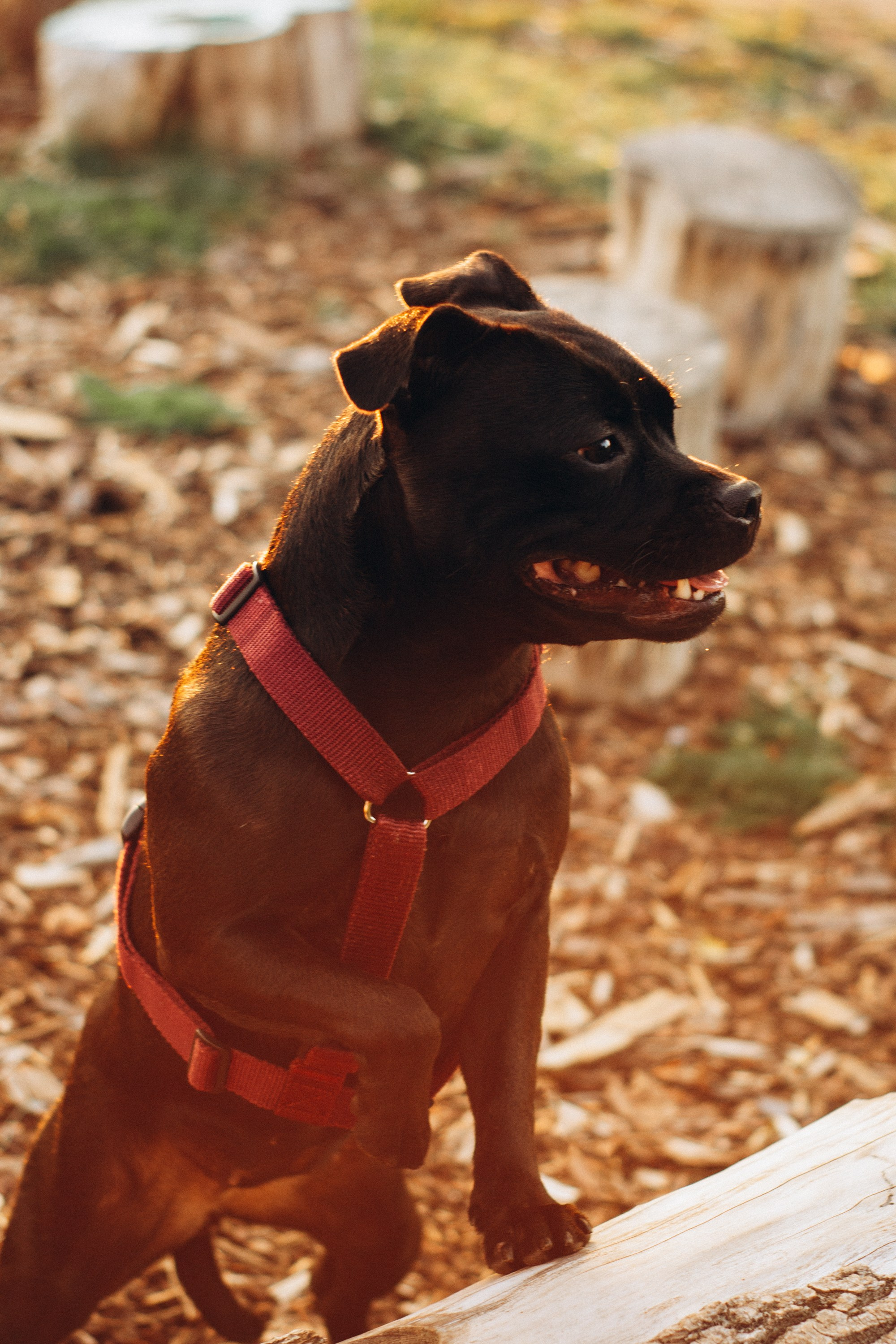 Severa and Barracuda, Staffordshire Bull Terriers. Kat Laisaar — Pet photographer in Tallinn