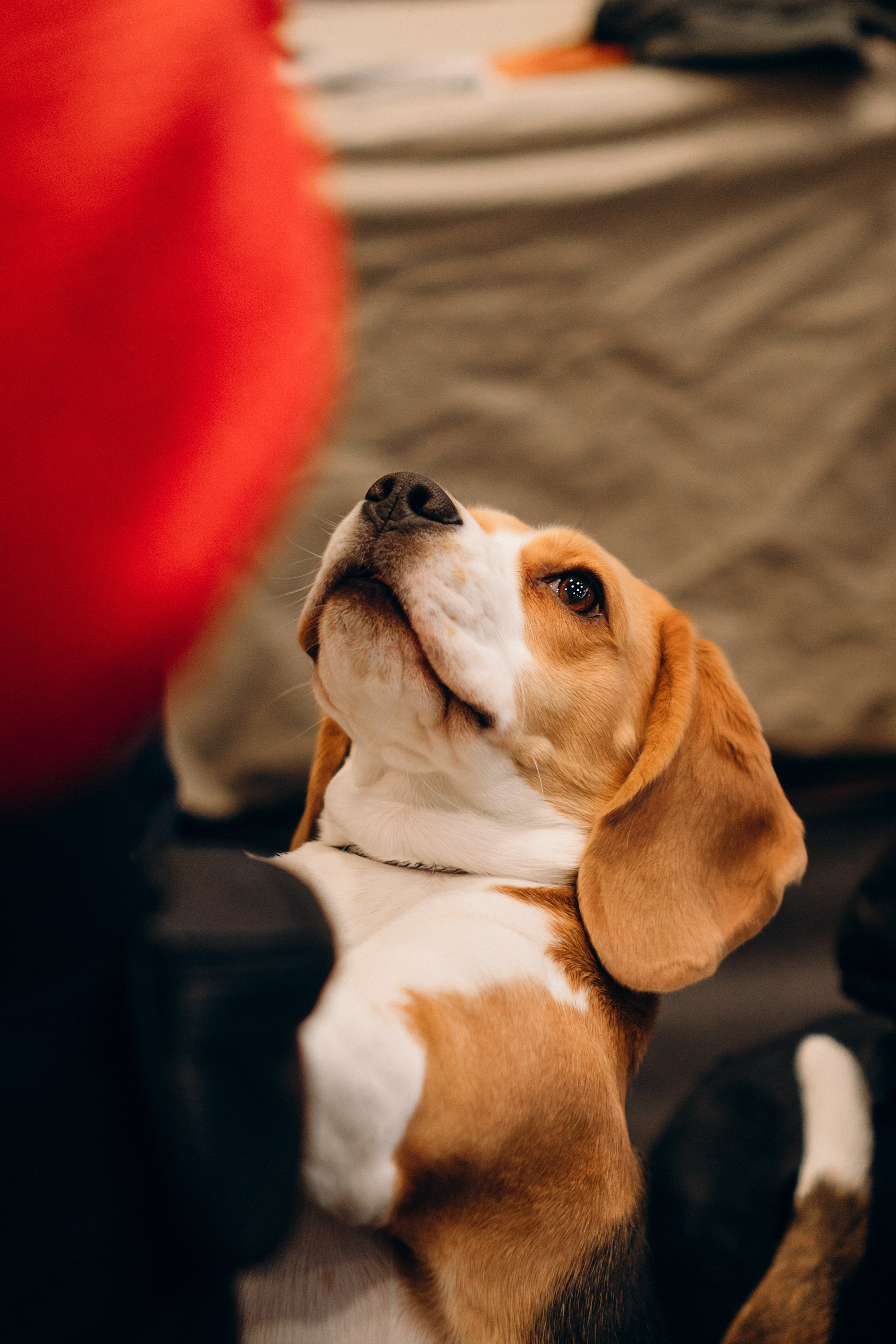 Luure & Cascada. Kat Laisaar — Pet photographer in Tallinn