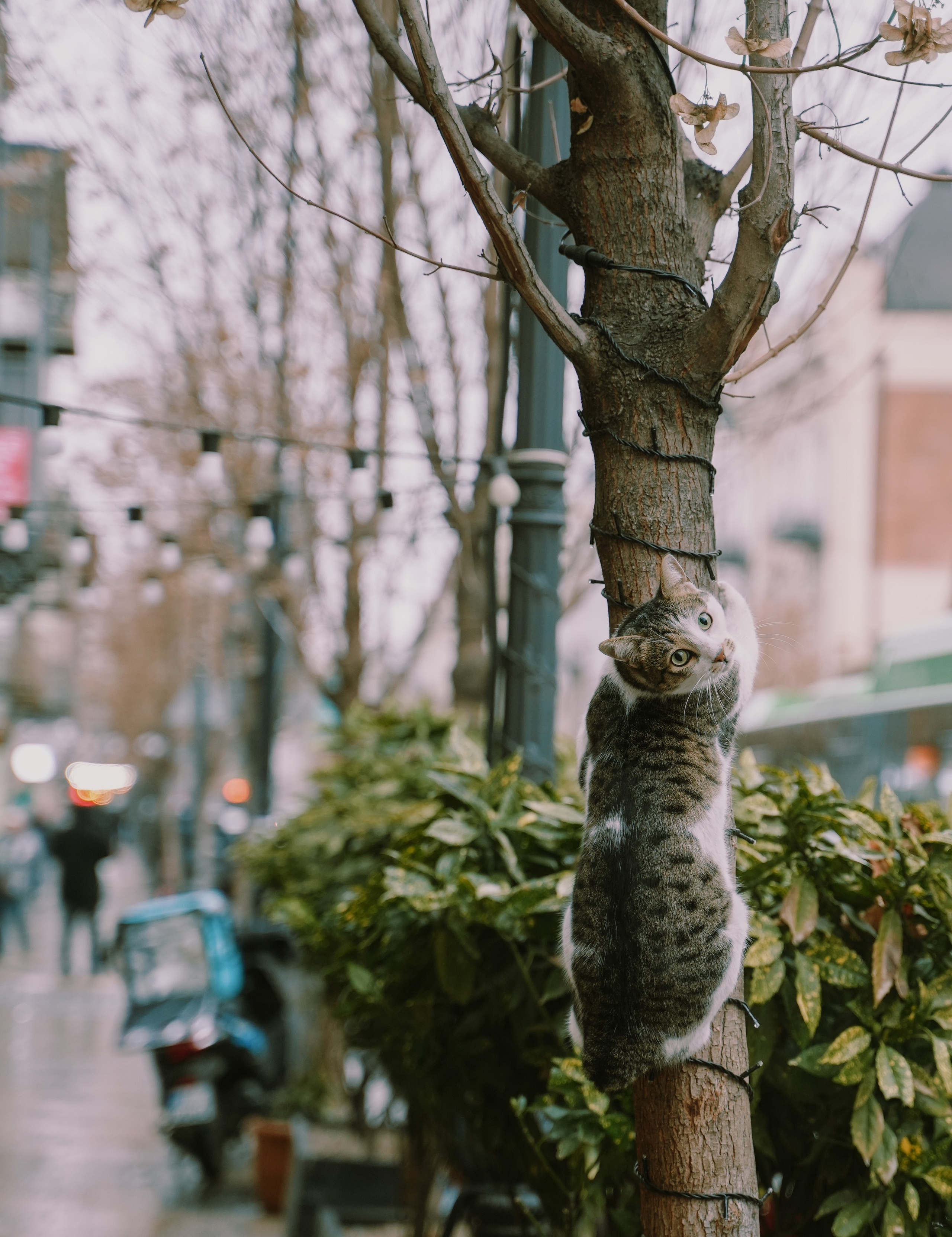 Кот шпедингера. Стрит-фотография, полная абсурда, идиотизма и красоты