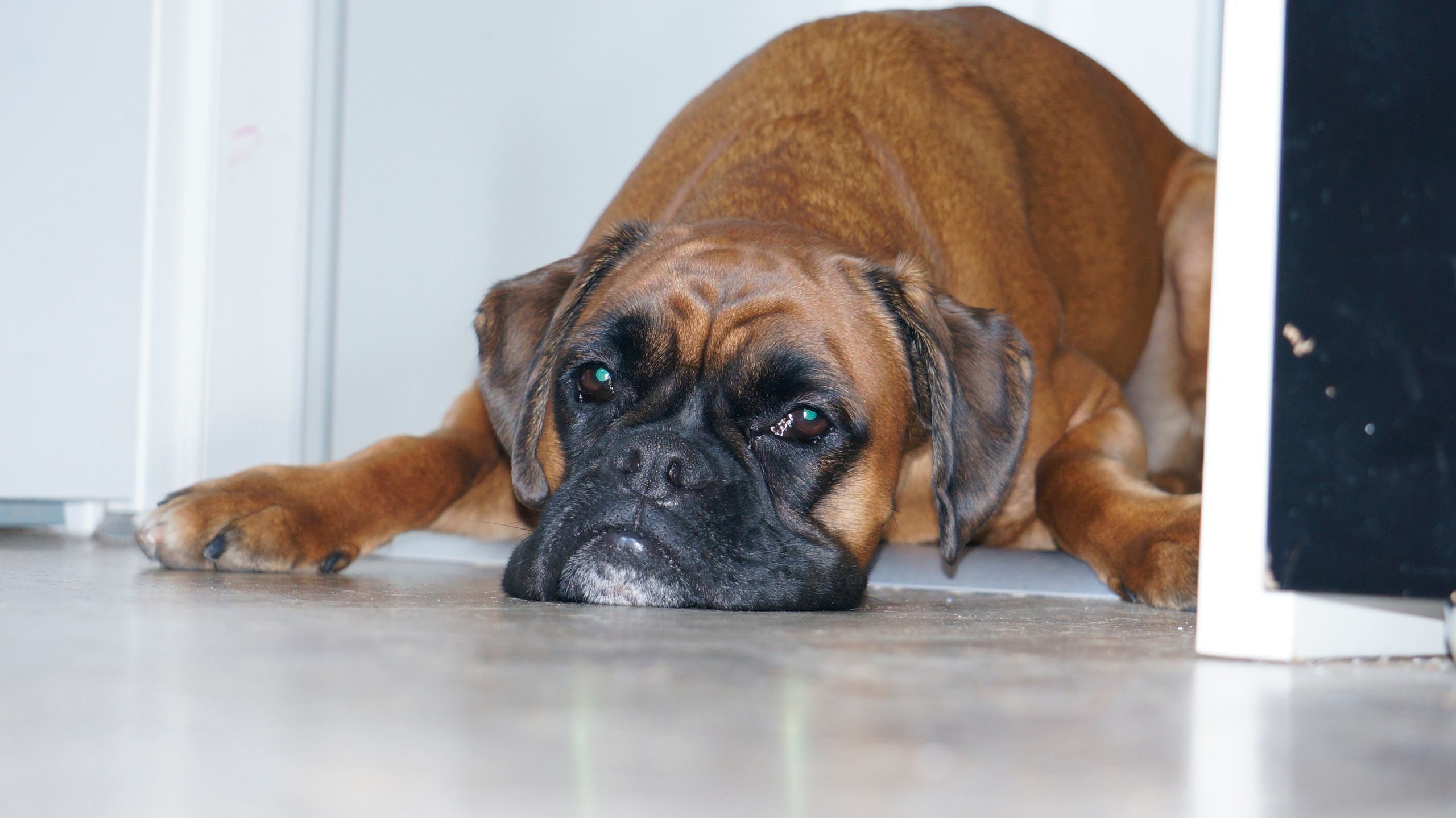 My ״Star״ Boxer Dog