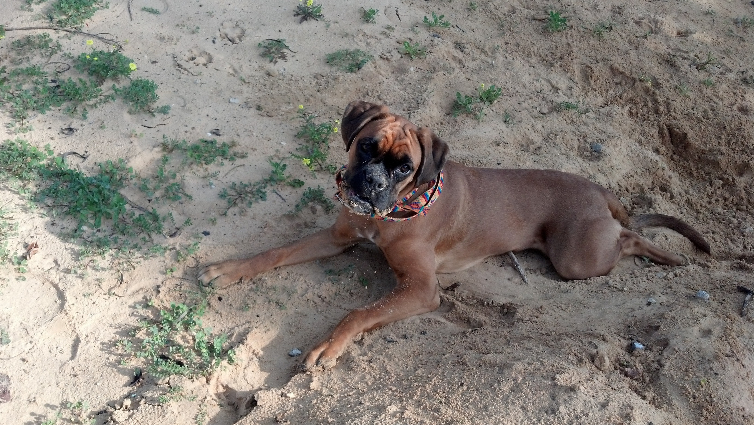 My ״Star״ Boxer Dog