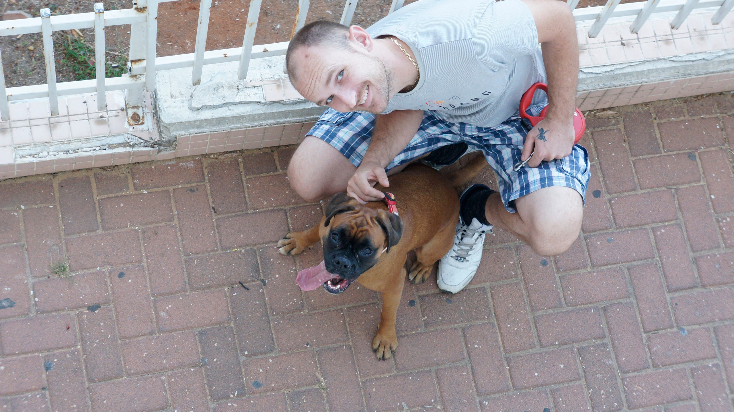 My ״Star״ Boxer Dog