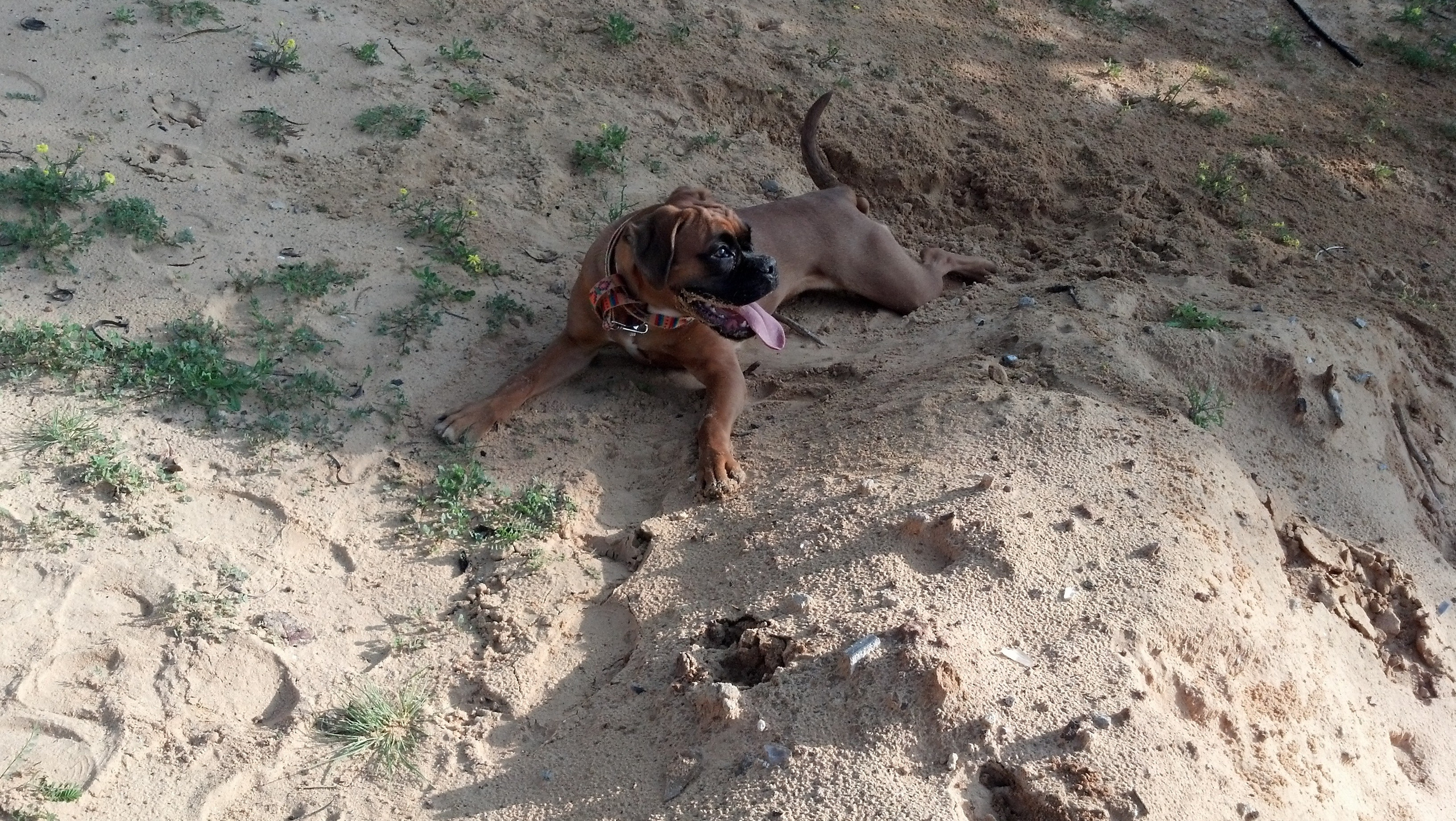 My ״Star״ Boxer Dog