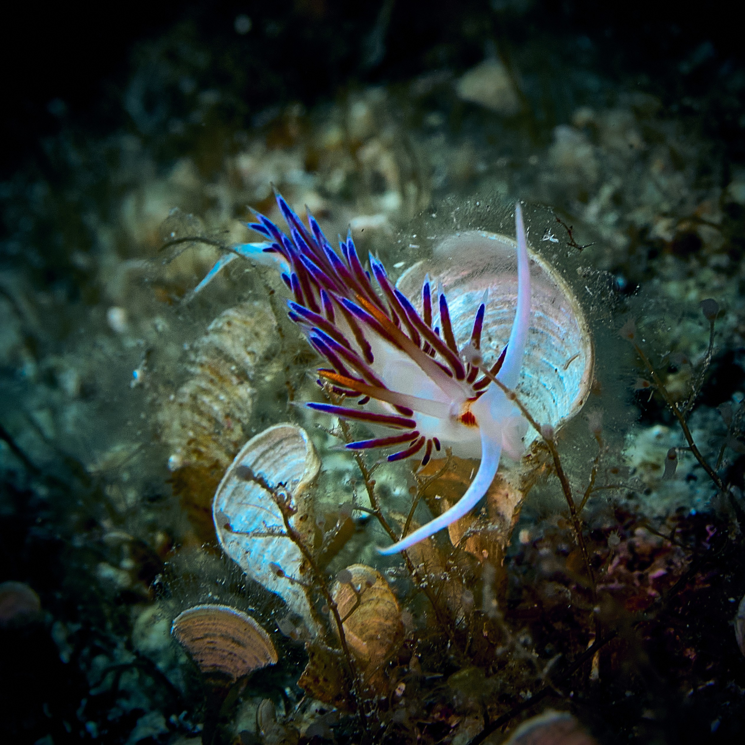 Mieszkańcy mórz. Andriej Szypilow — Photography & Videography