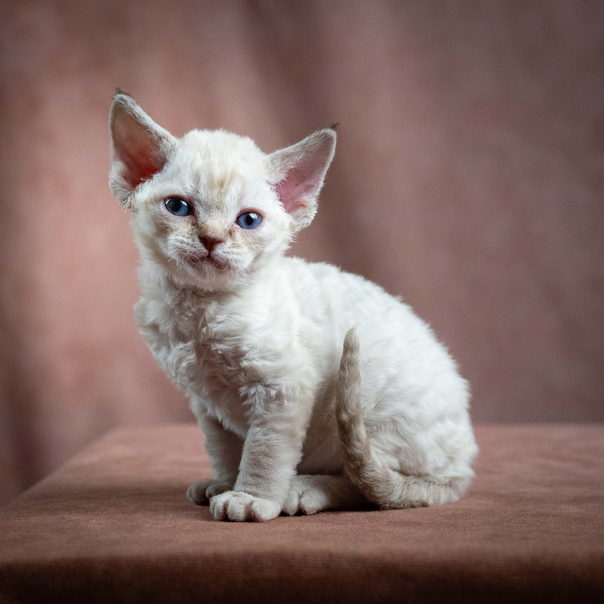 Maya, girl, born 01.15.26. Devon Rex Pixie Cattery