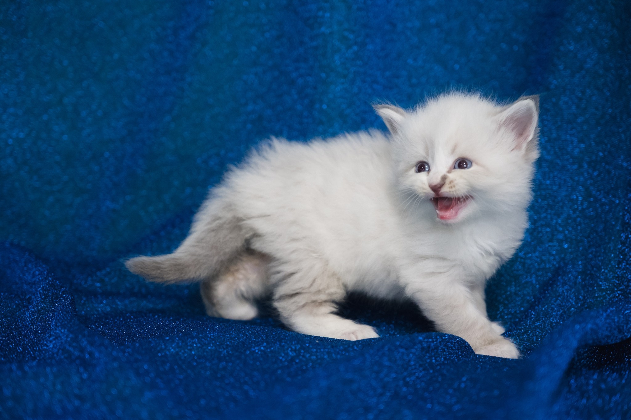 N-Antares. SIBERIALIS: Katzenzucht von Sibirischen und Neva Masquarade Katzen