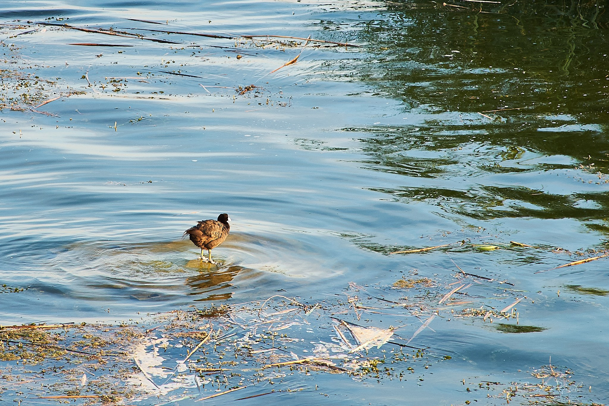 Lacul Morii, București. Pagina principală
