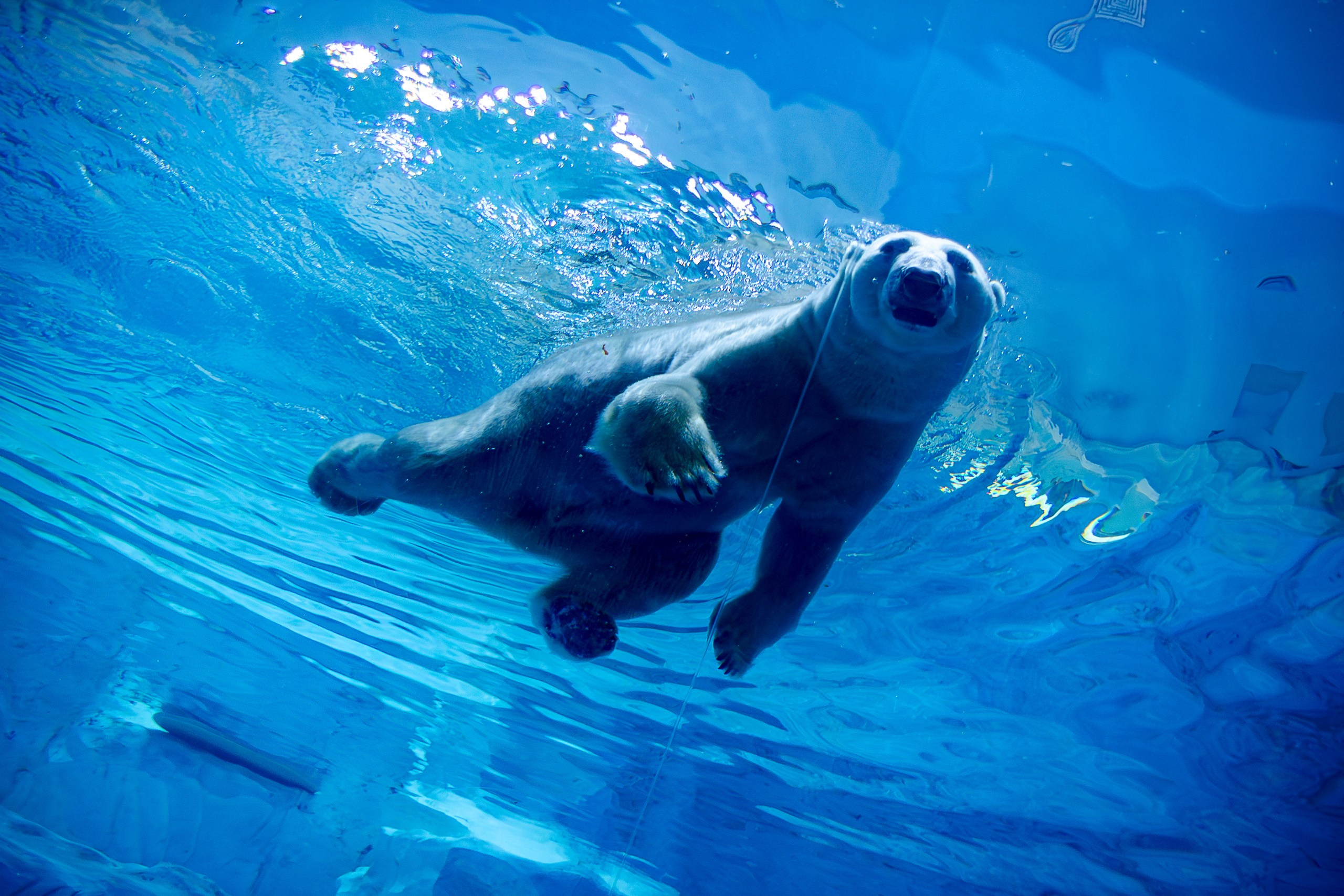 Дневной парад новогодняя версия