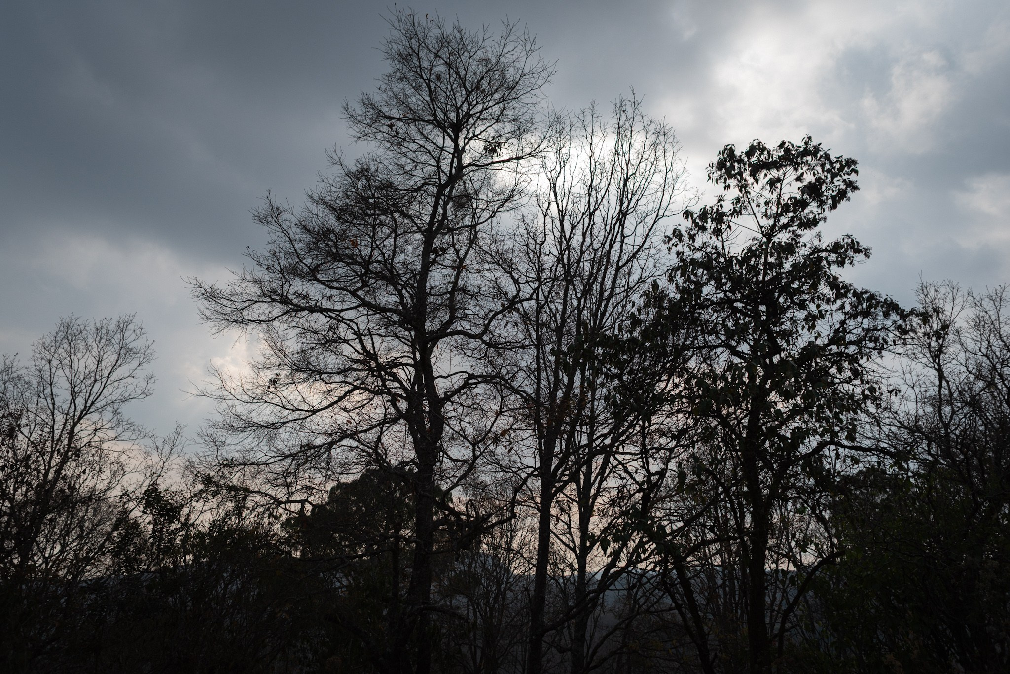 Bosques de San Cristóbal. 2025. Fotógrafo en Villahermosa | ERALPUCHE