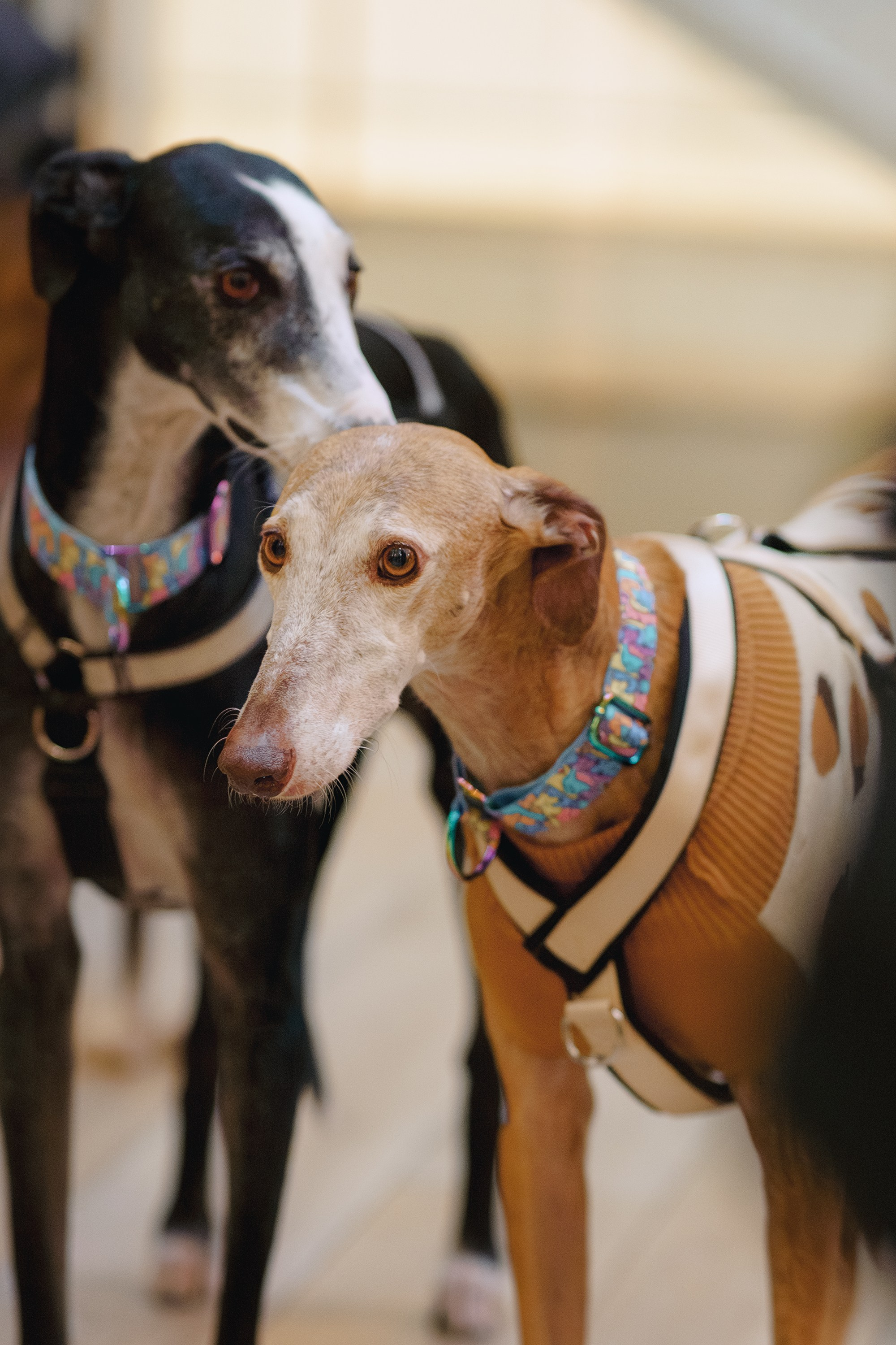 GalgoTreff / Solaris keskus 16 november. Kat Laisaar — Pet photographer in Tallinn