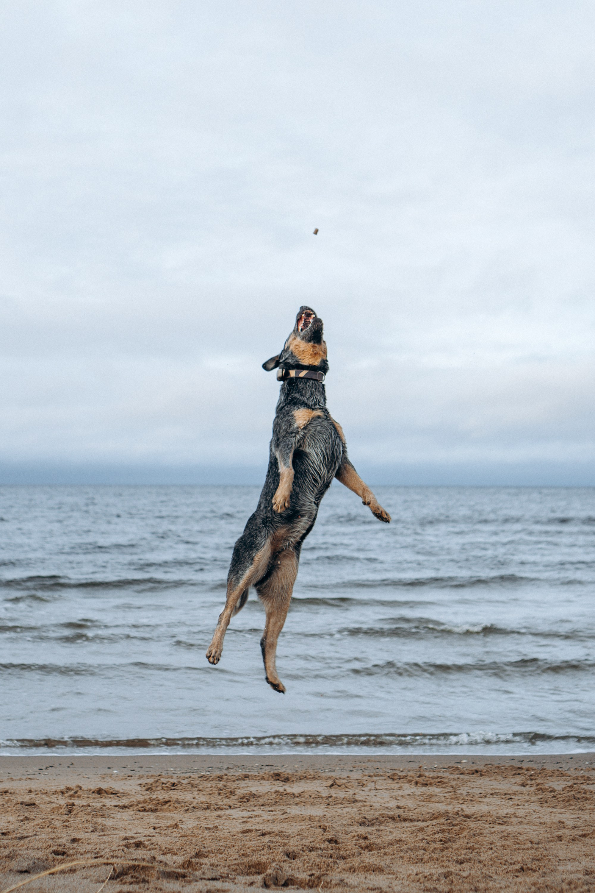 Polina and her Dakota, Australian Cattle Dog. Kat Laisaar — Pet photographer in Tallinn
