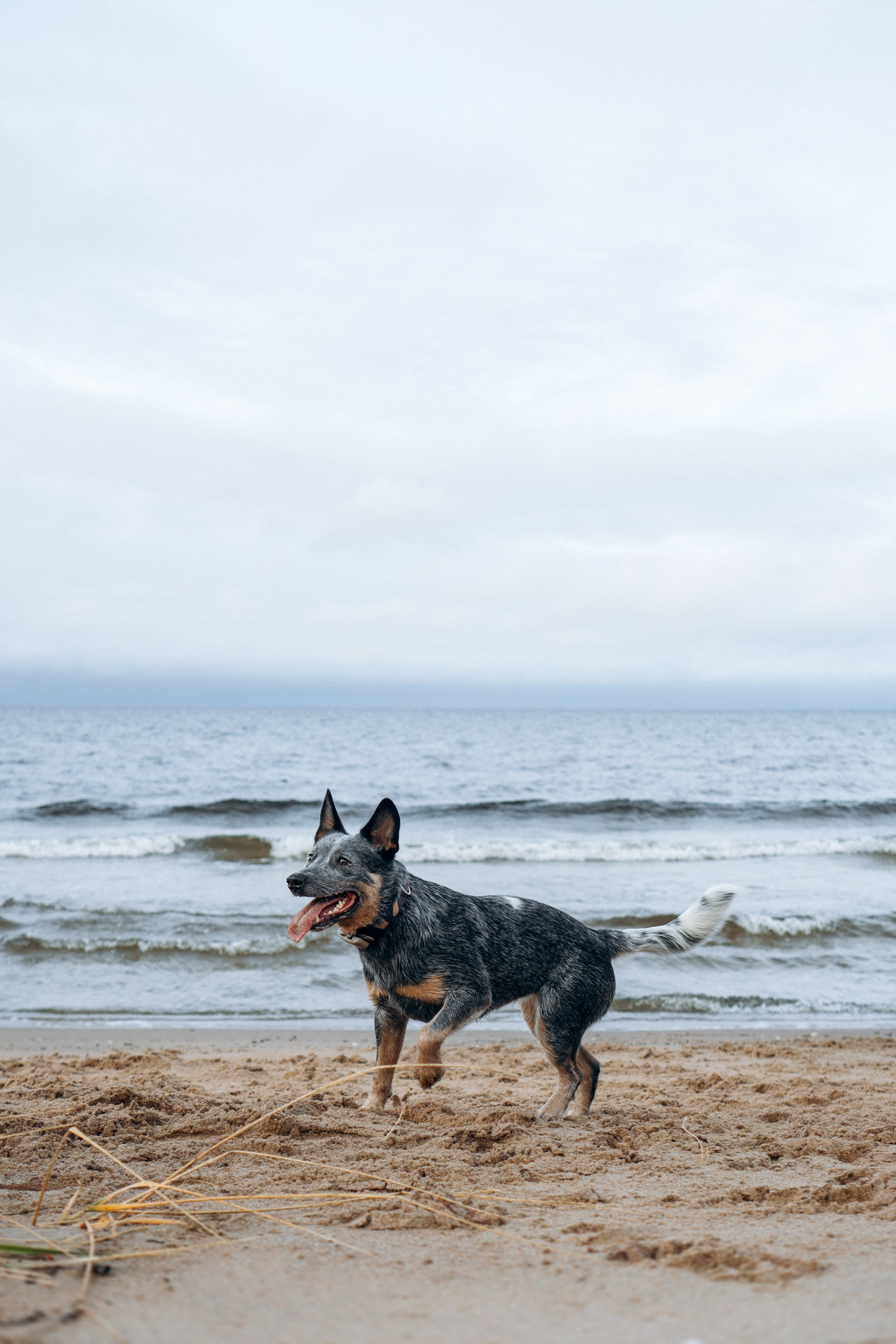 Polina and her Dakota, Australian Cattle Dog. Kat Laisaar — Pet photographer in Tallinn