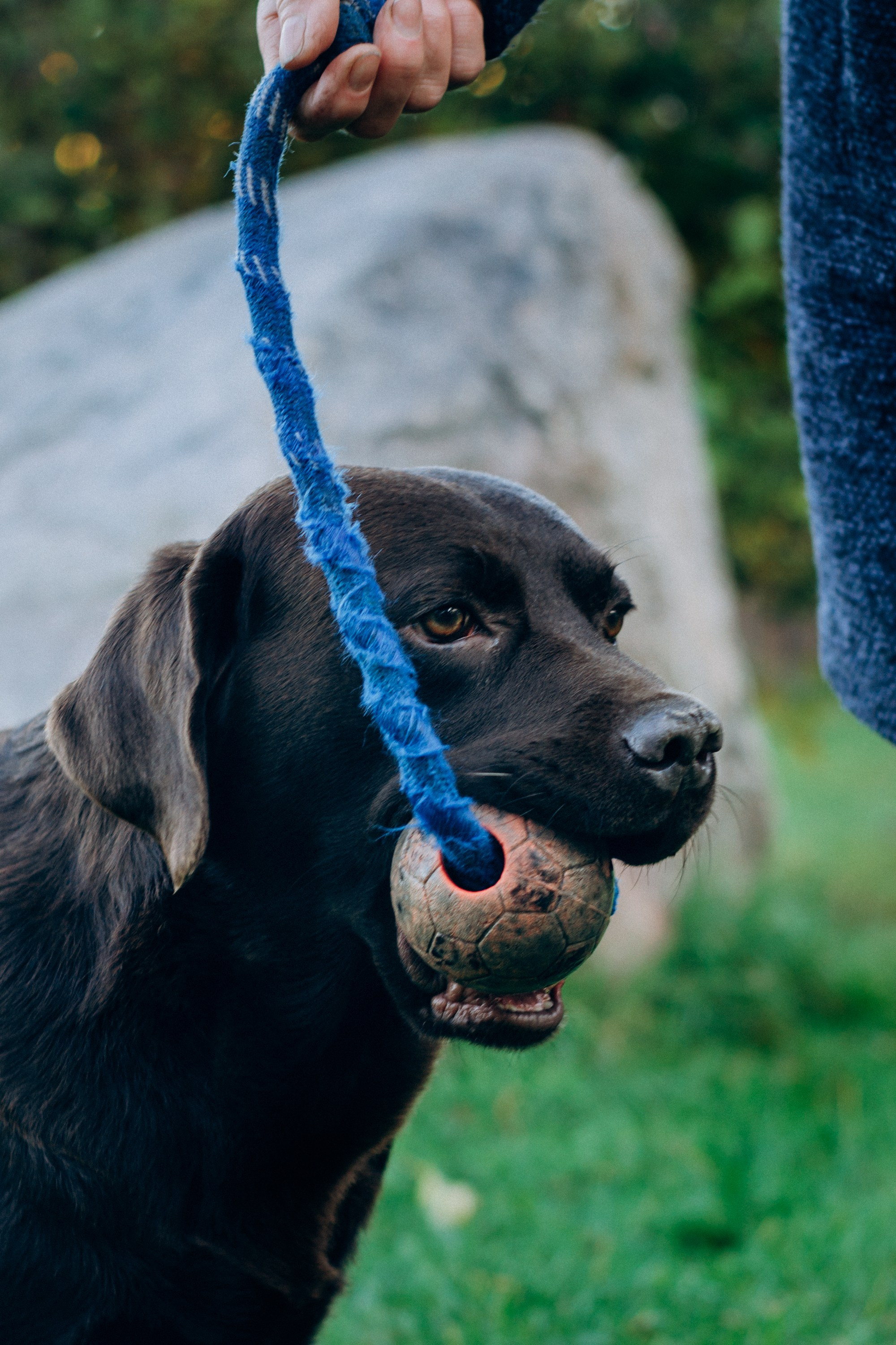 Harvi, chocolate Labrador Retriever. Kat Laisaar — Pet photographer in Tallinn