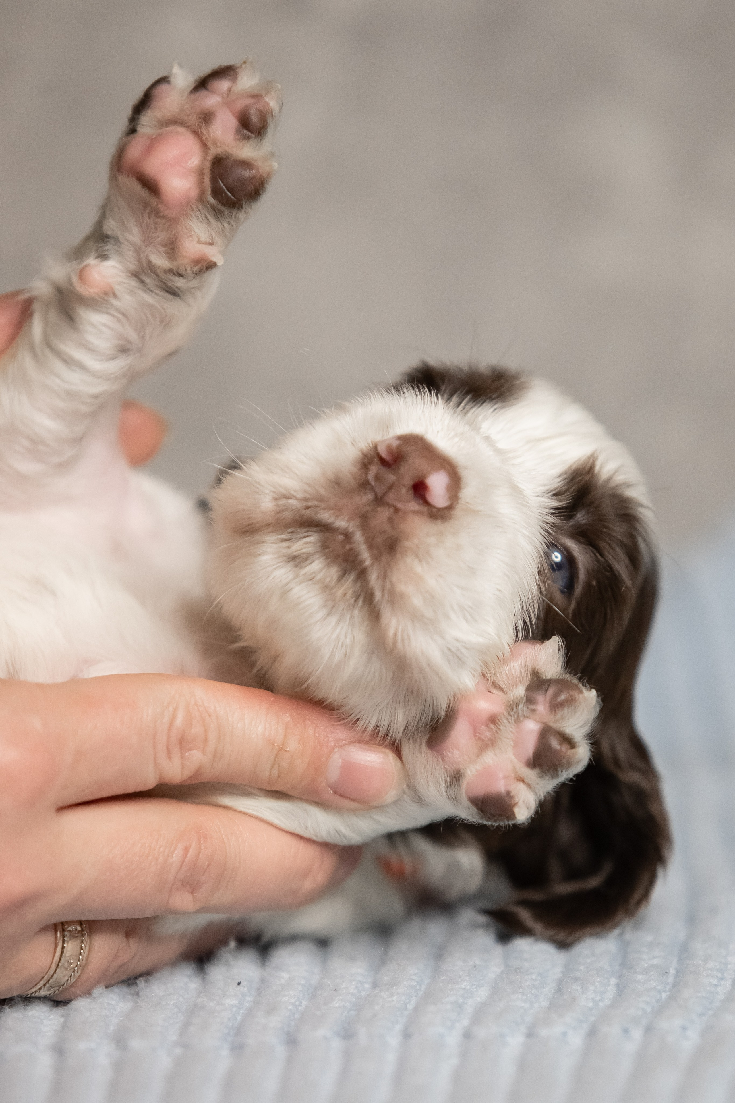 Male — Green collar 💚. Website of the titled stud dog of the Springer Spaniel breed