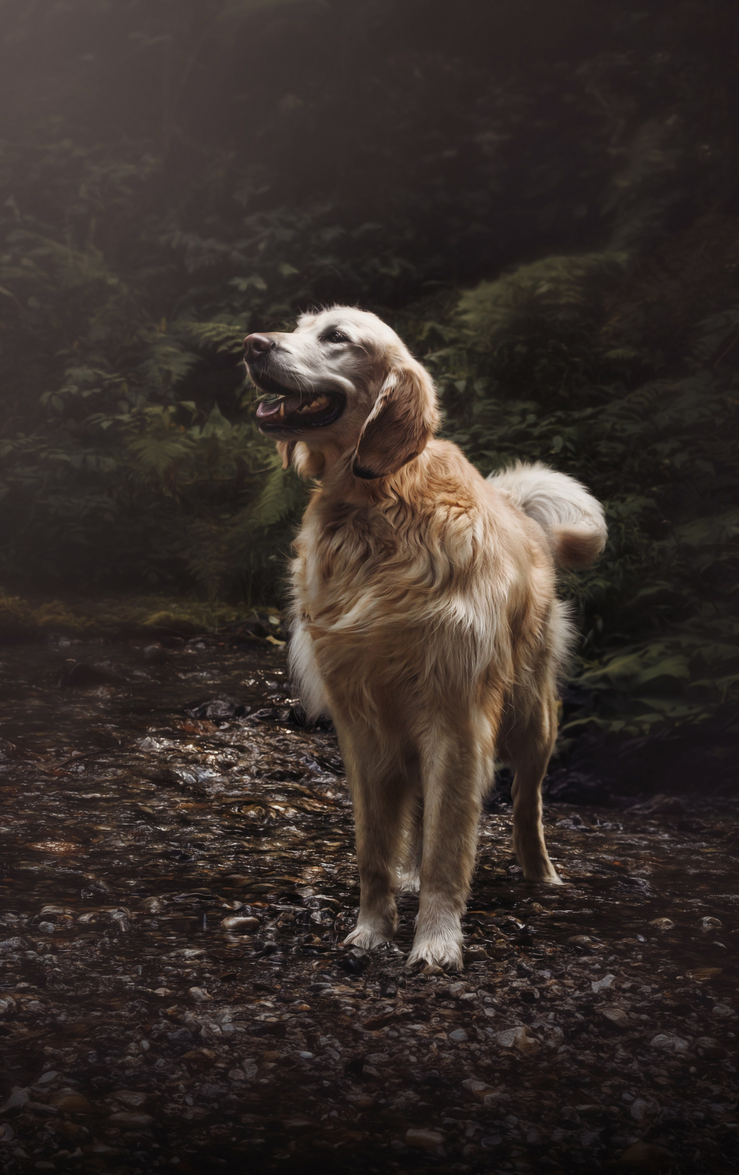 Pet Photographer Viktoriya Aleshenko