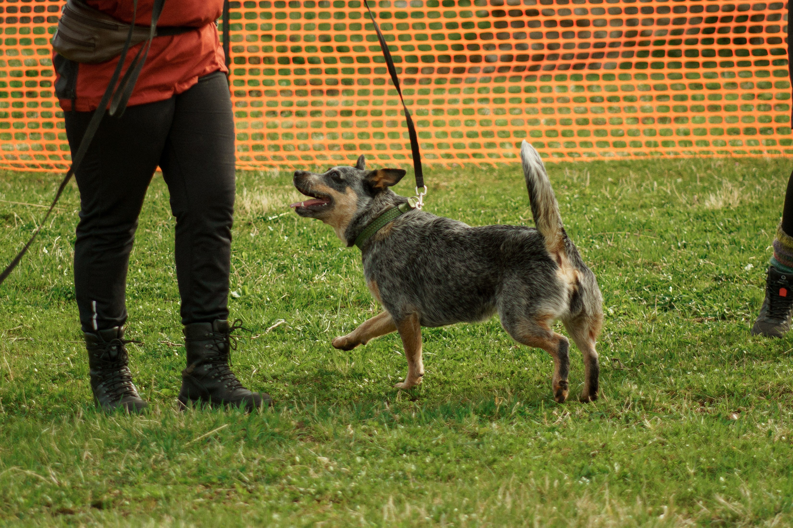 Herding Days, 26 apr. 2025. Kat Laisaar — Pet photographer in Tallinn