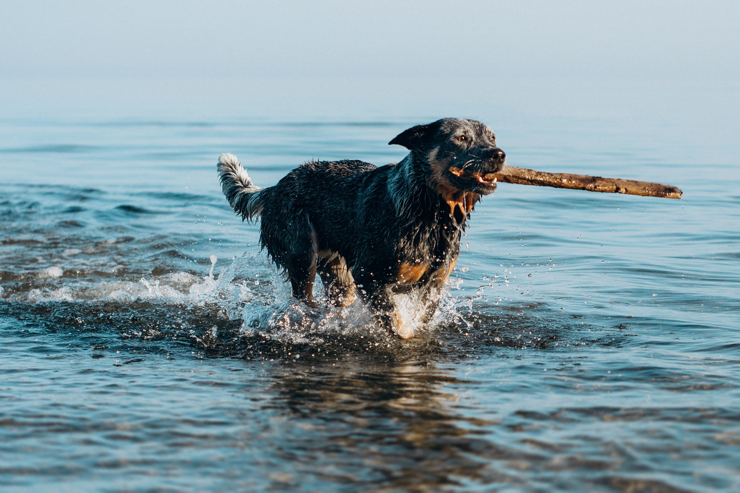 Dakota, Australian Cattle Dog. Kat Laisaar — Pet photographer in Tallinn