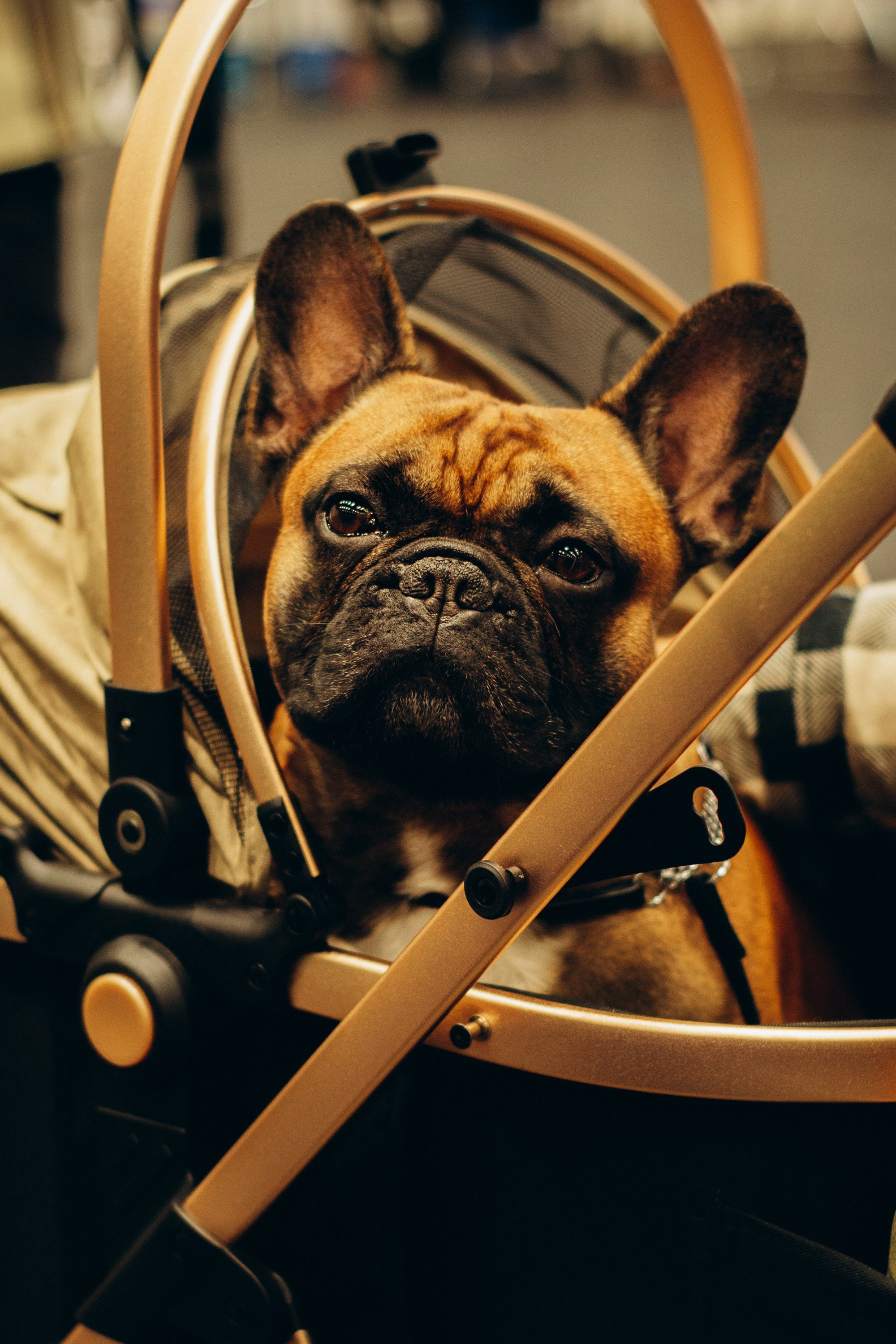 Rakvere Dog Show. Kat Laisaar — Pet photographer in Tallinn