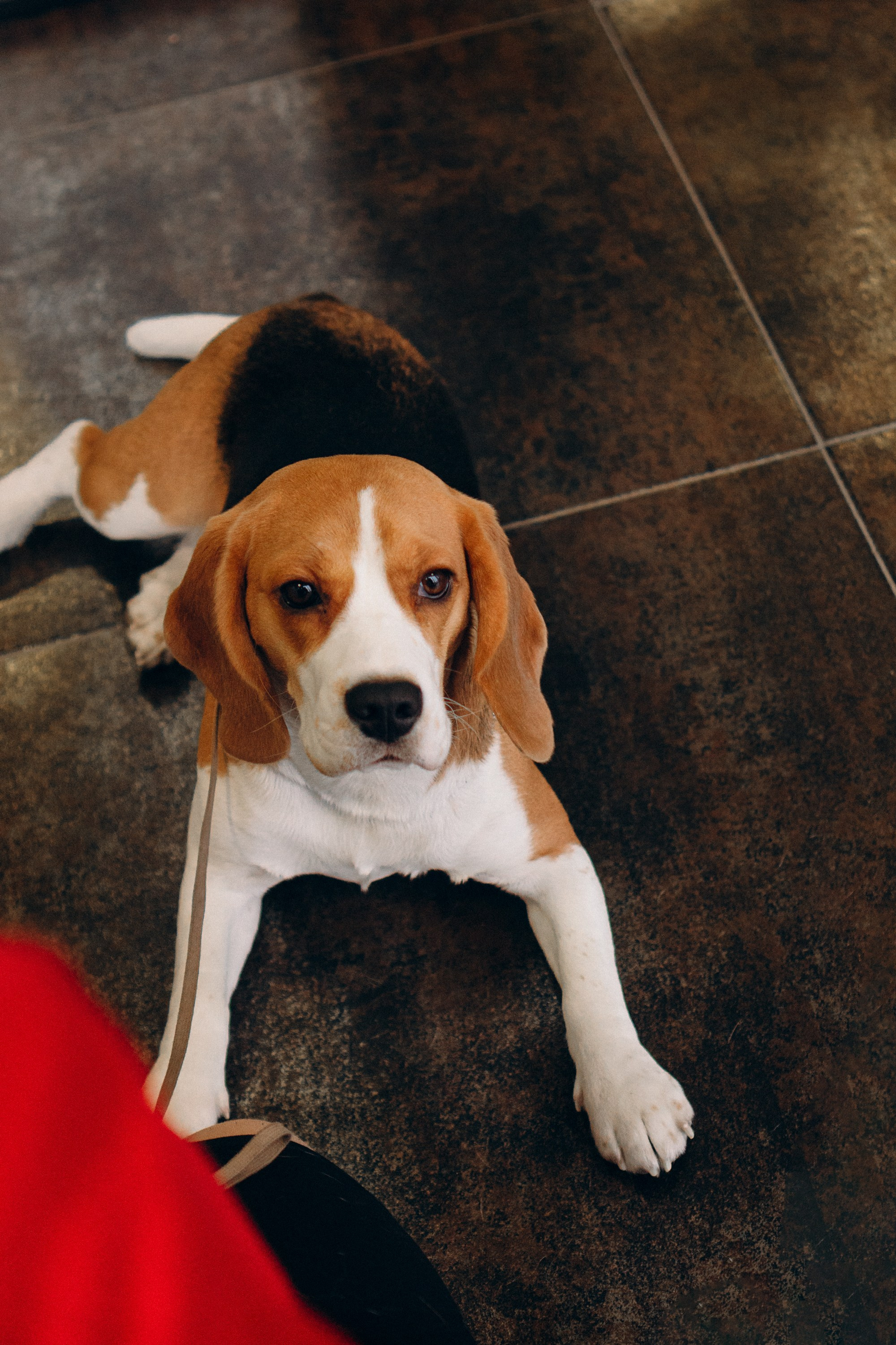 Luure & Cascada. Kat Laisaar — Pet photographer in Tallinn