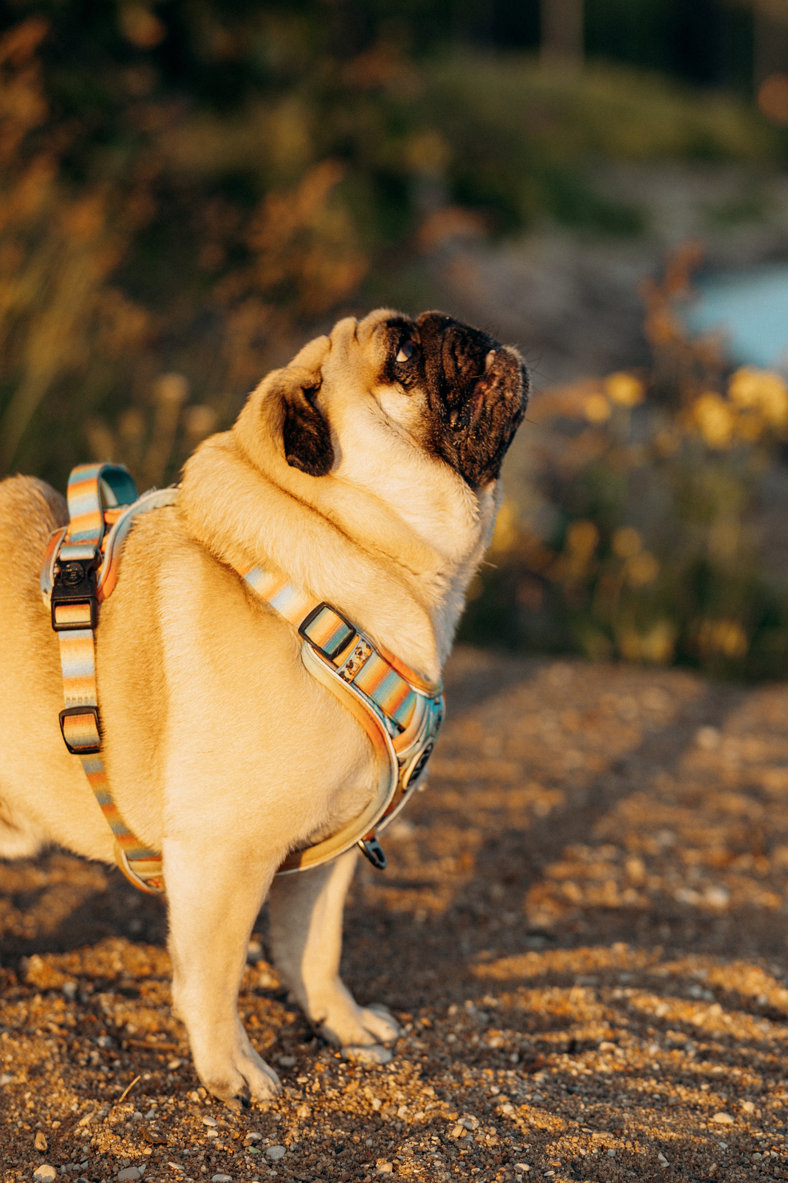 Frank, Tony, Katerina & Lev. Kat Laisaar — Pet photographer in Tallinn