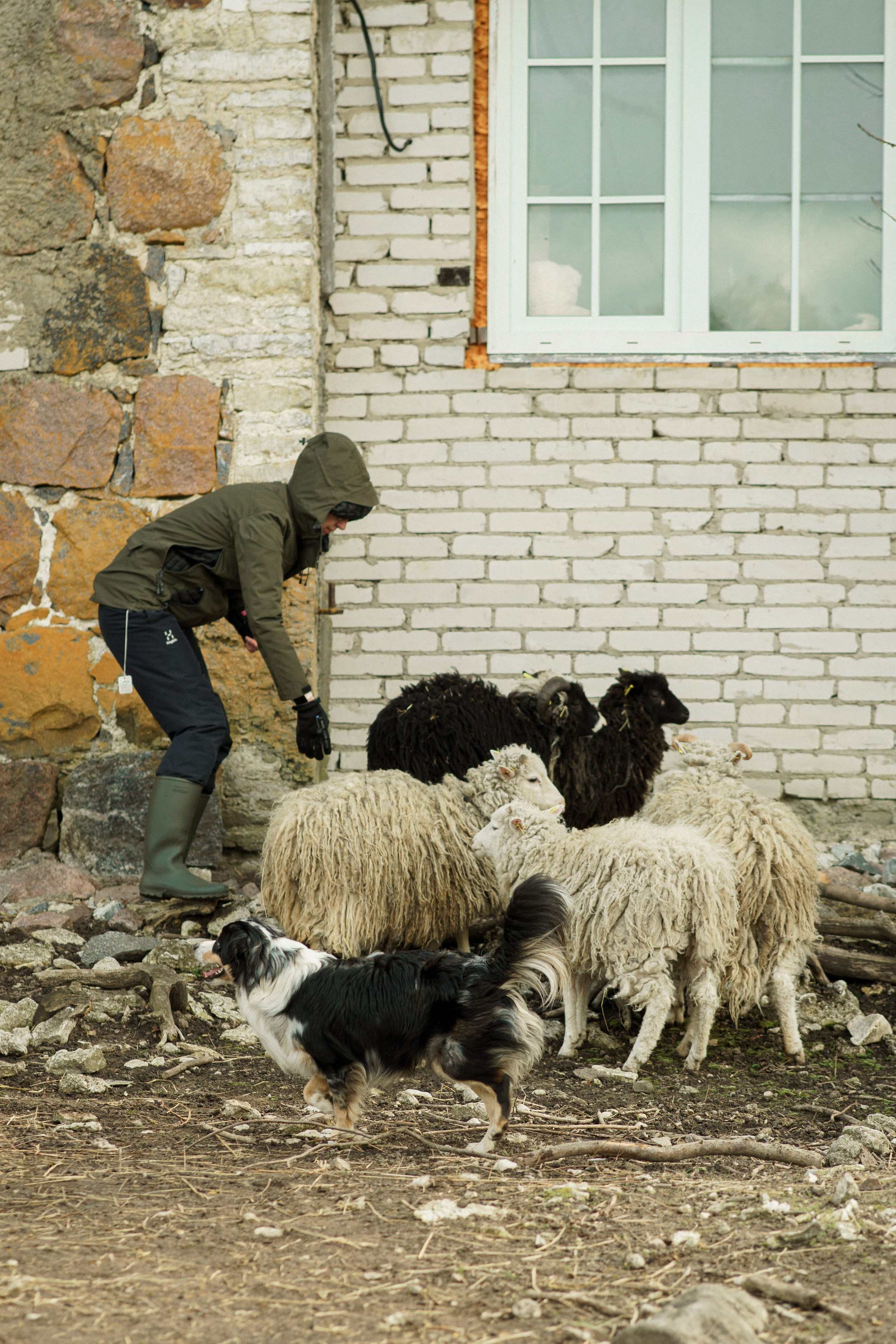 Herding Days, 26 apr. 2025. Kat Laisaar — Pet photographer in Tallinn
