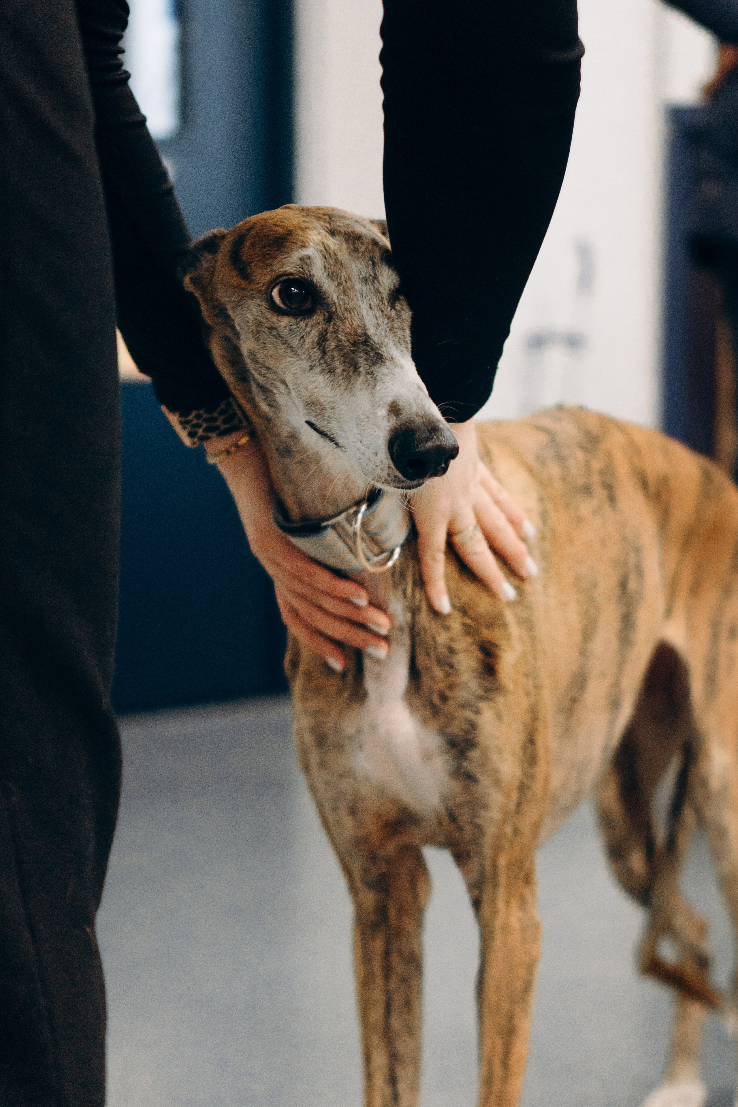 GalgoTreff / PetCity Rannamõisa, 13 apr. 2025. Kat Laisaar — Pet photographer in Tallinn