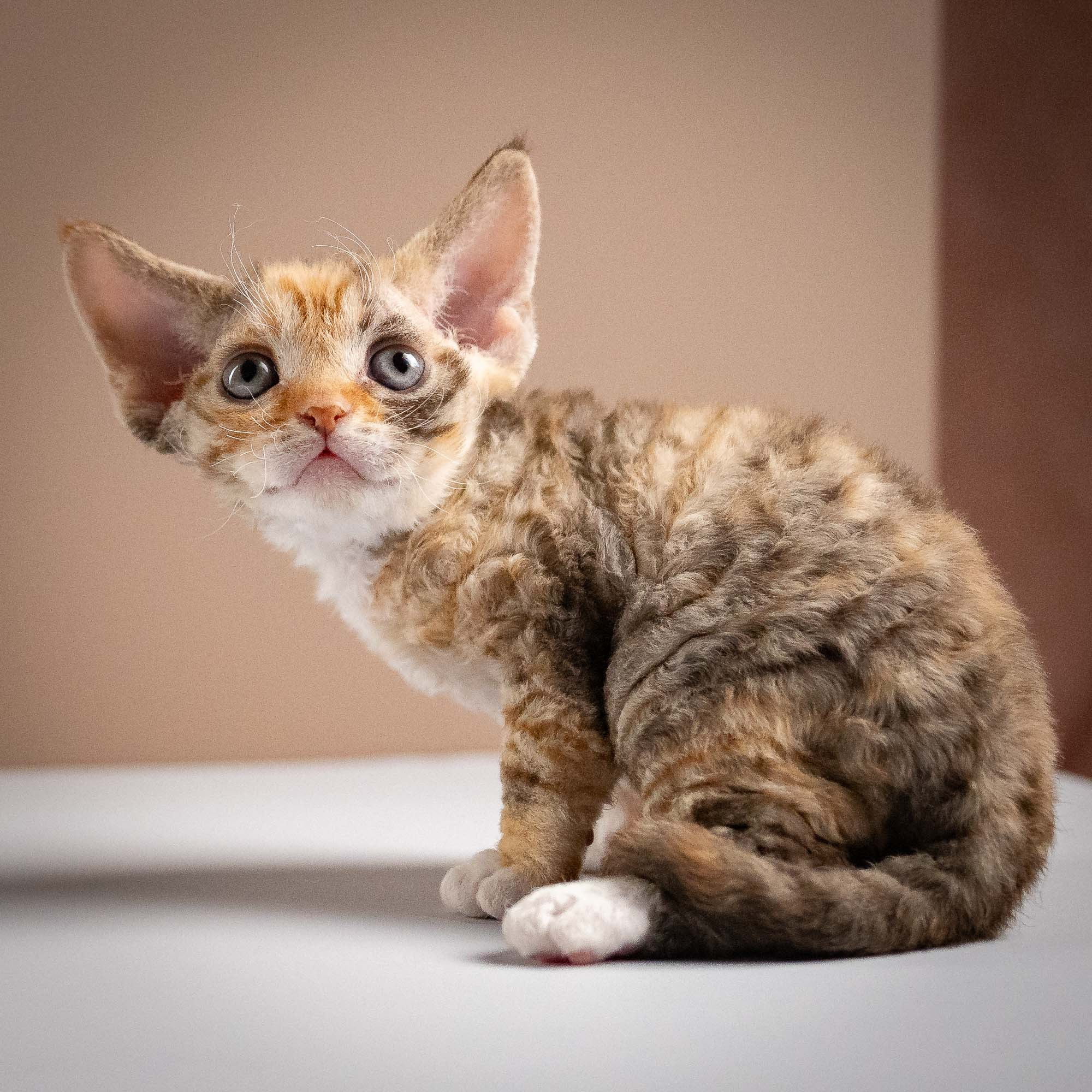 Oksana, girl, born 02.08.26. Devon Rex Pixie Cattery