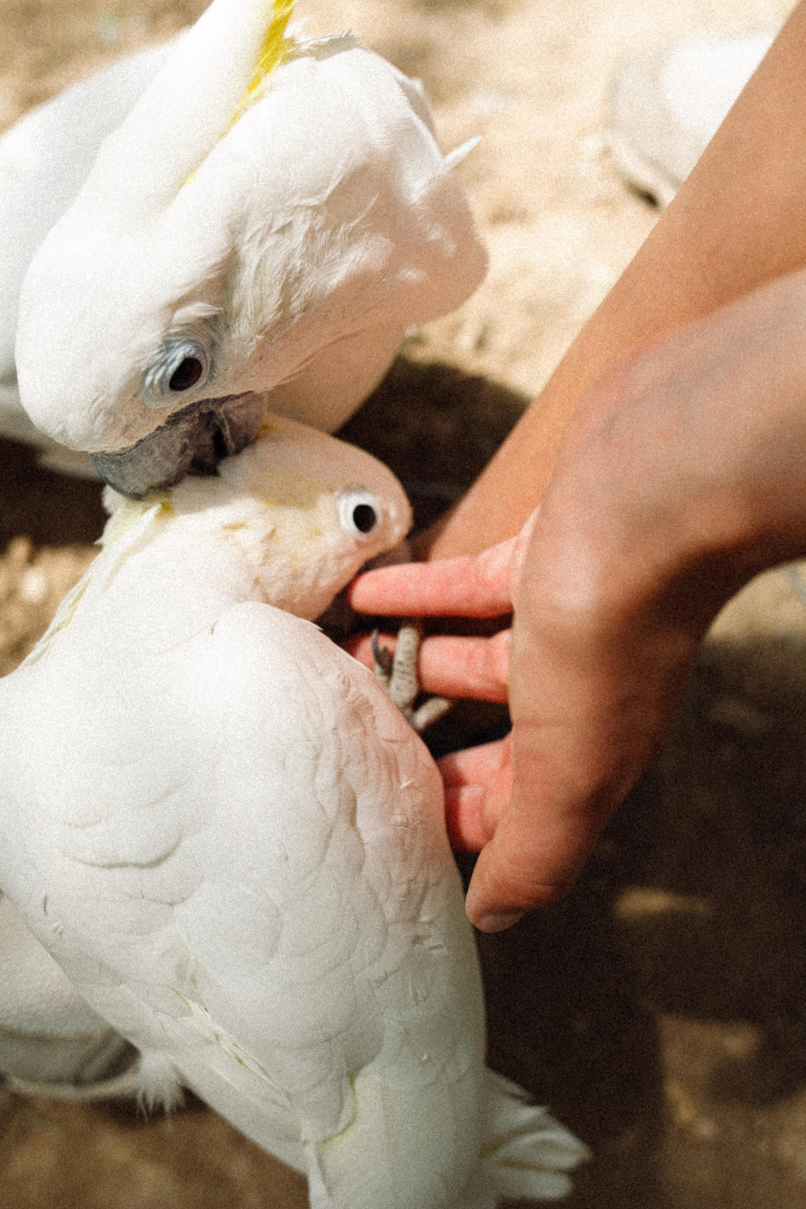 BIRDS. Marina Kálcheva – Photographer & Visual Artist in Barcelona