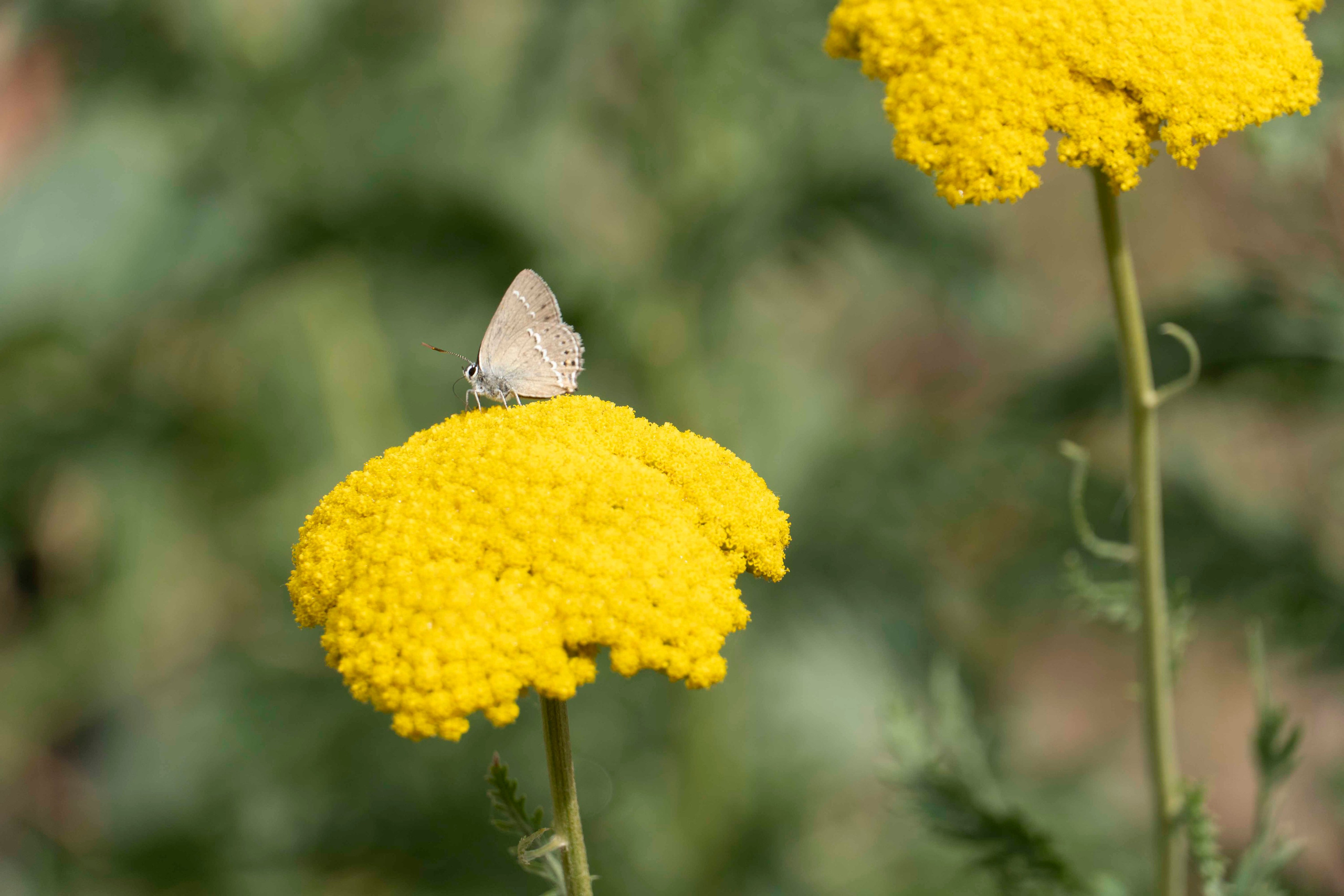 Wildlife Photography Programme (British Council x MOC). Melikov Amir, Uzbekistan based photographer