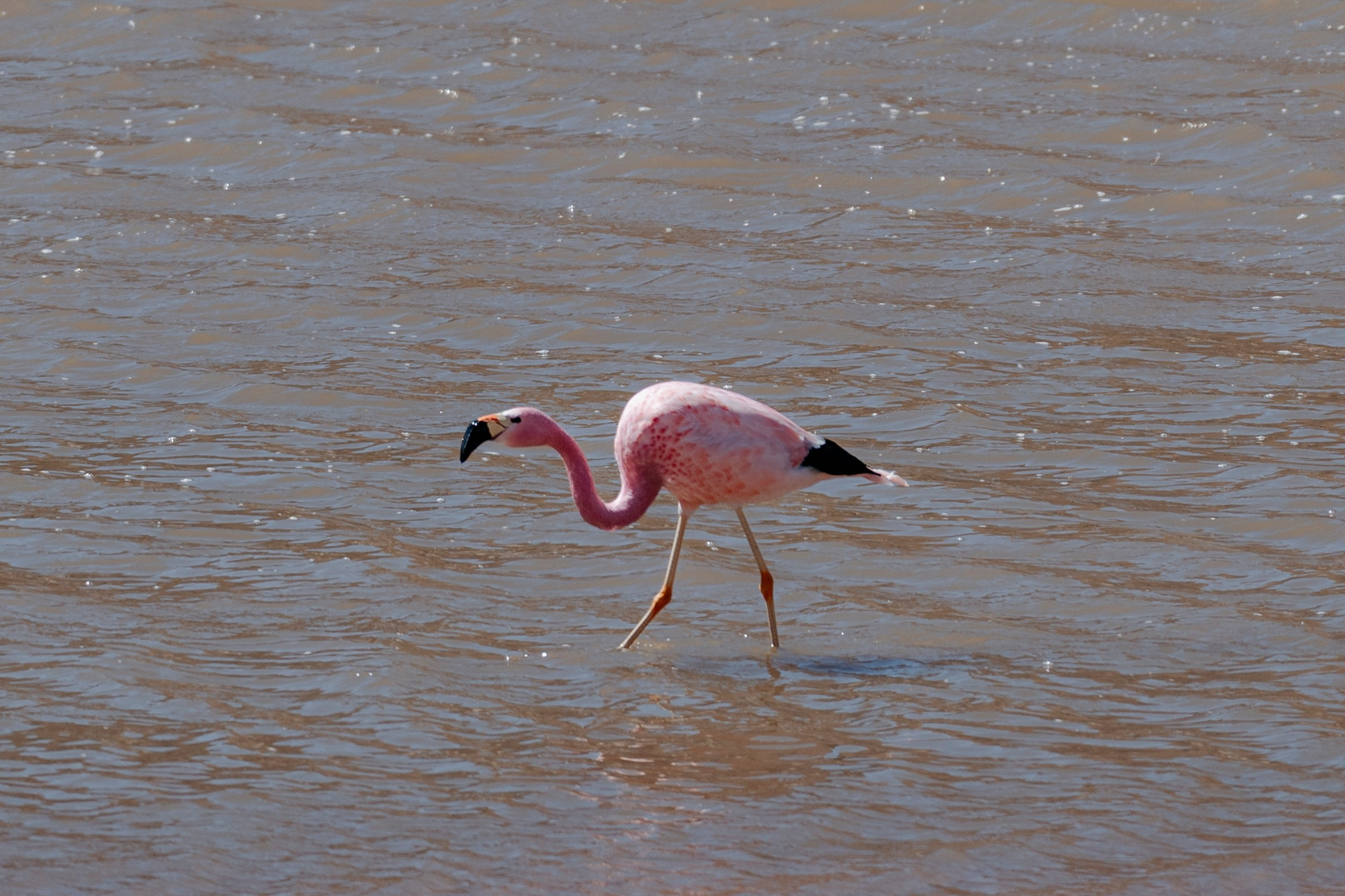 Geyser El Tatio (cobertura en tour privado). Principal