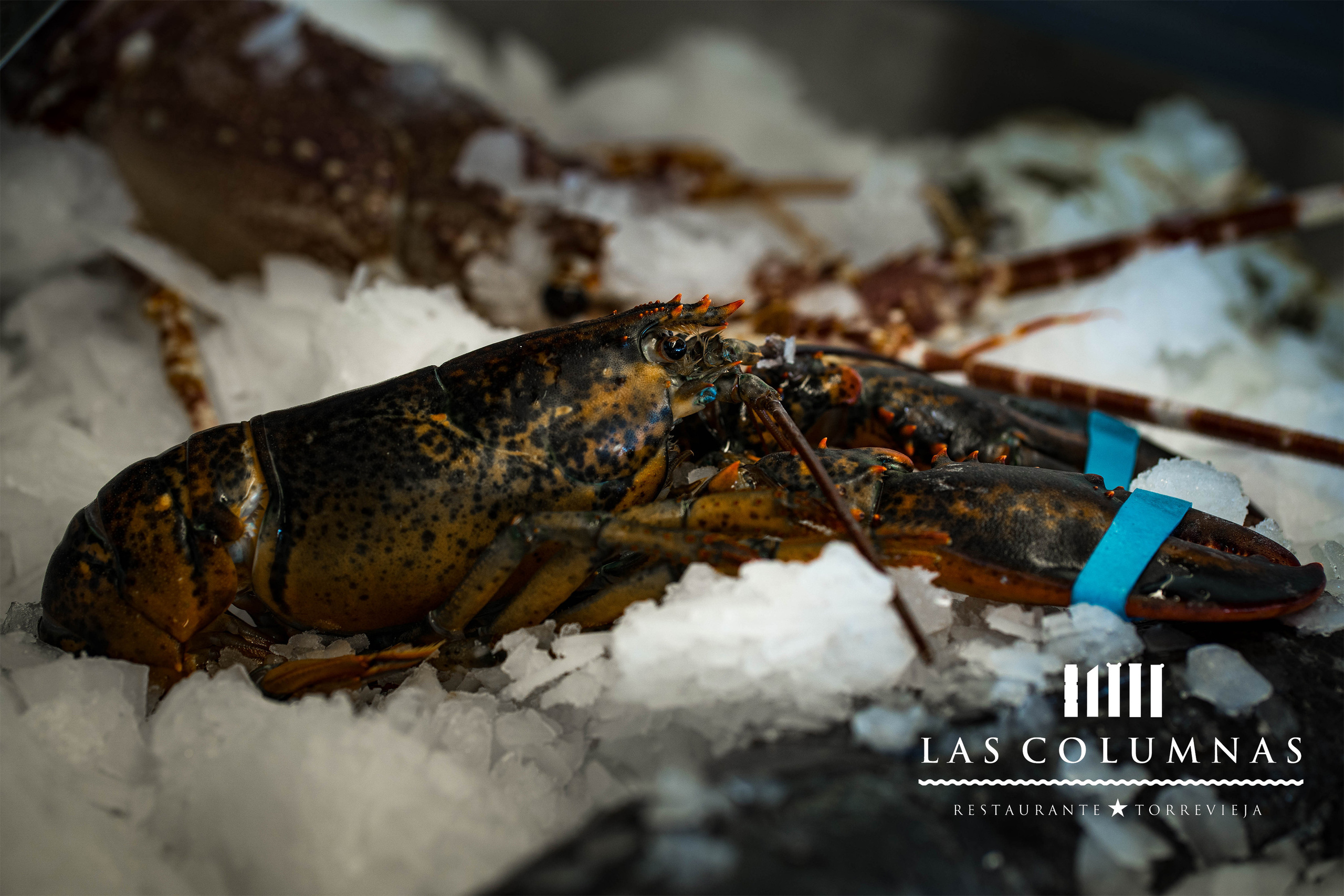 Las Columnas. Baby Beast