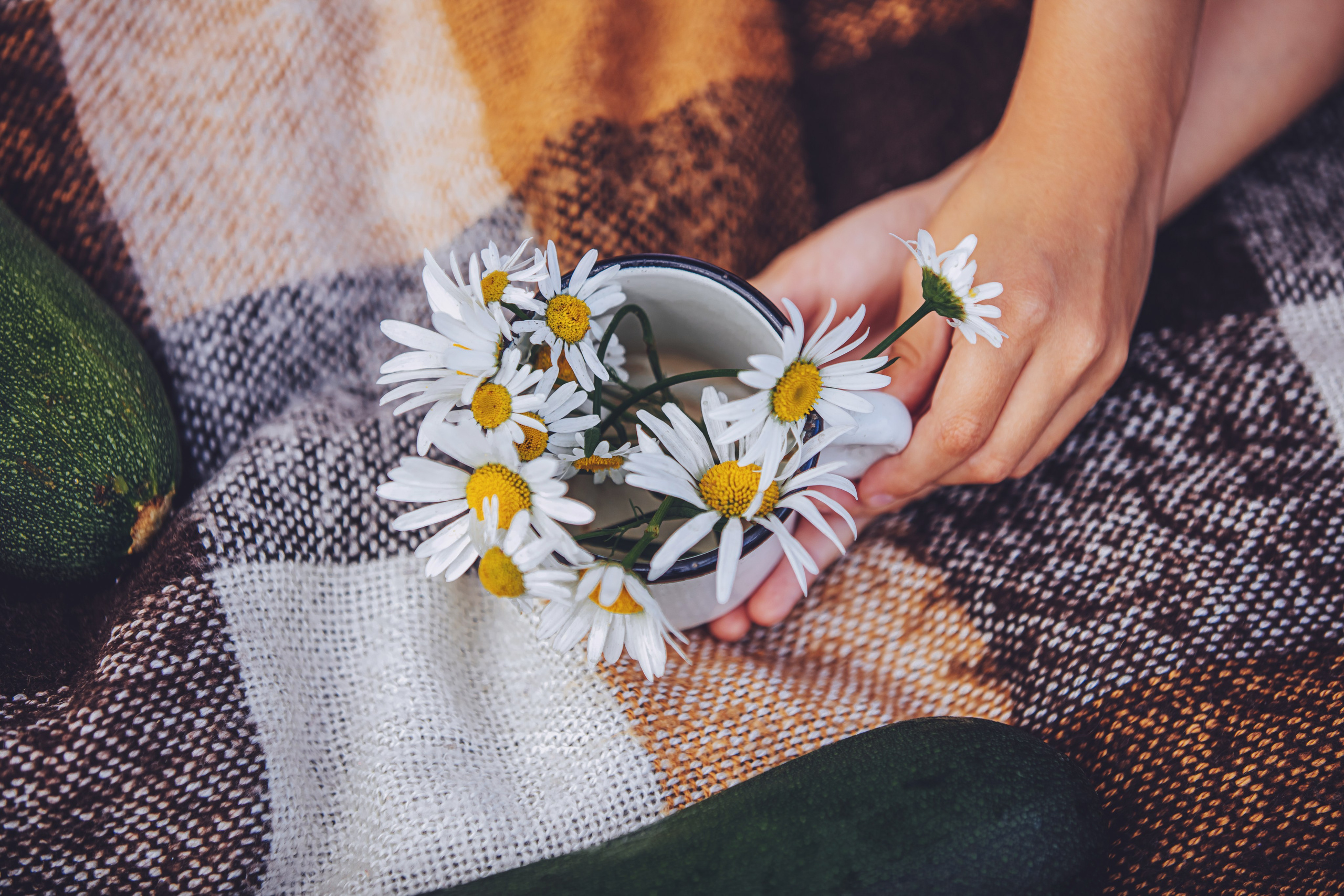 Mains d'enfant tenant un bouquet de marguerites en été, photo artistique en extérieur