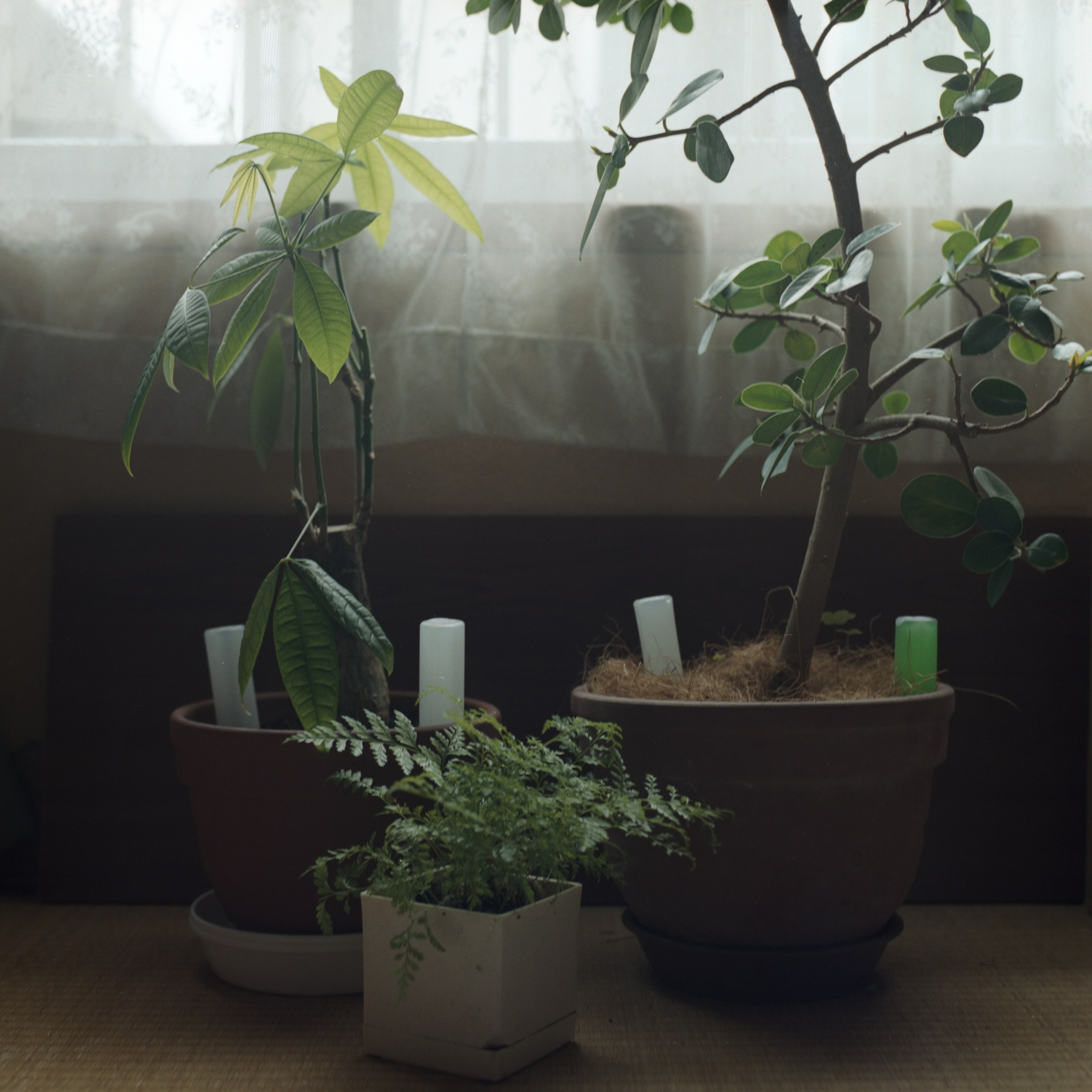 祖母とのヴァナキュラー. MT