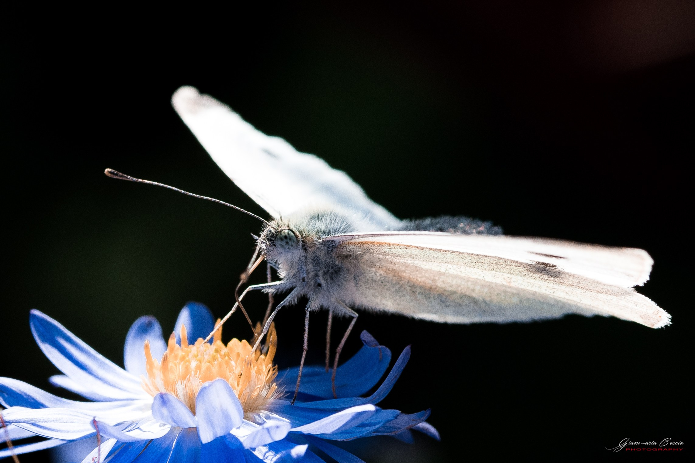 “Gianmaria Coscia fotografo per passione”