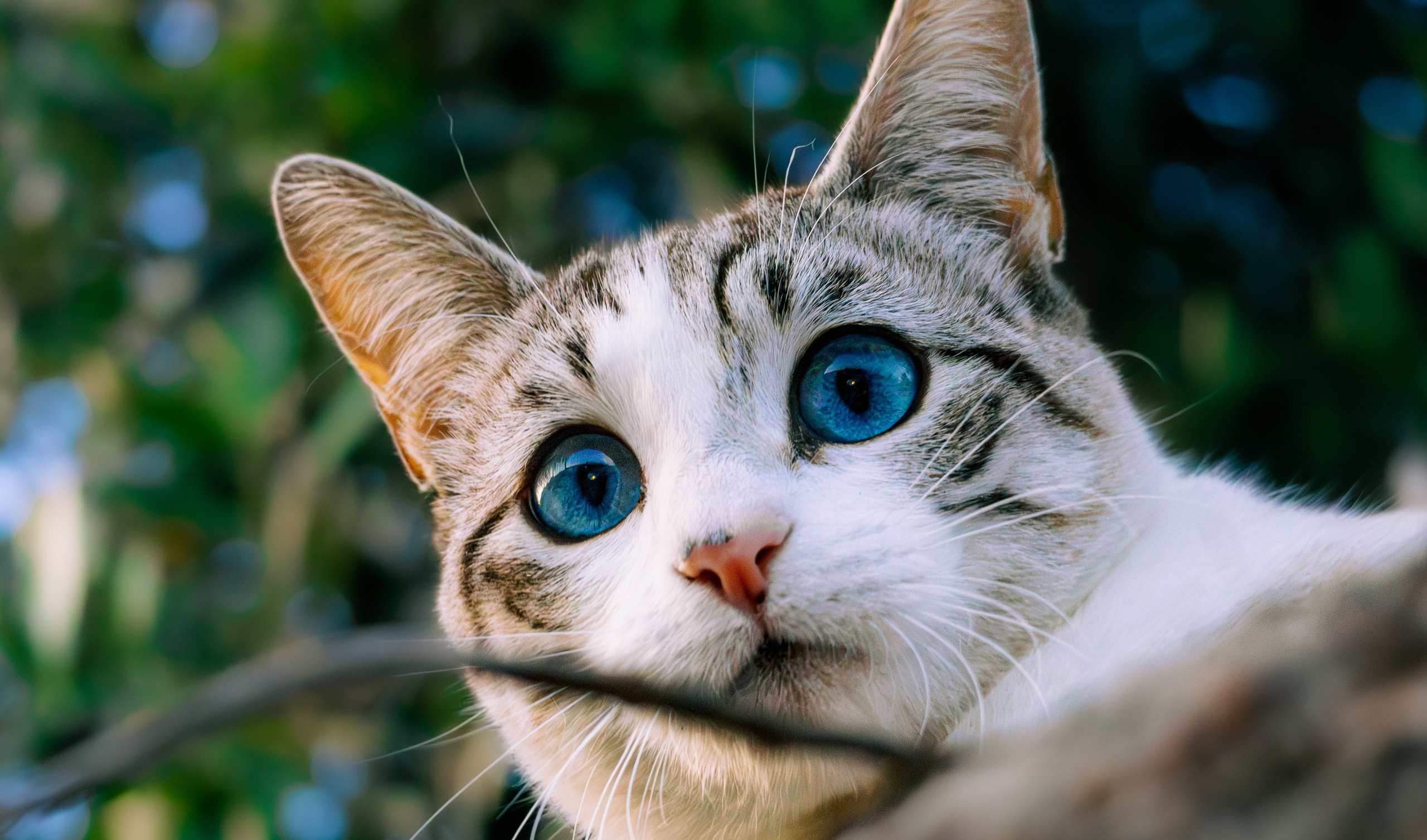 Animais. Fotógrafo espontâneo de eventos DGallery