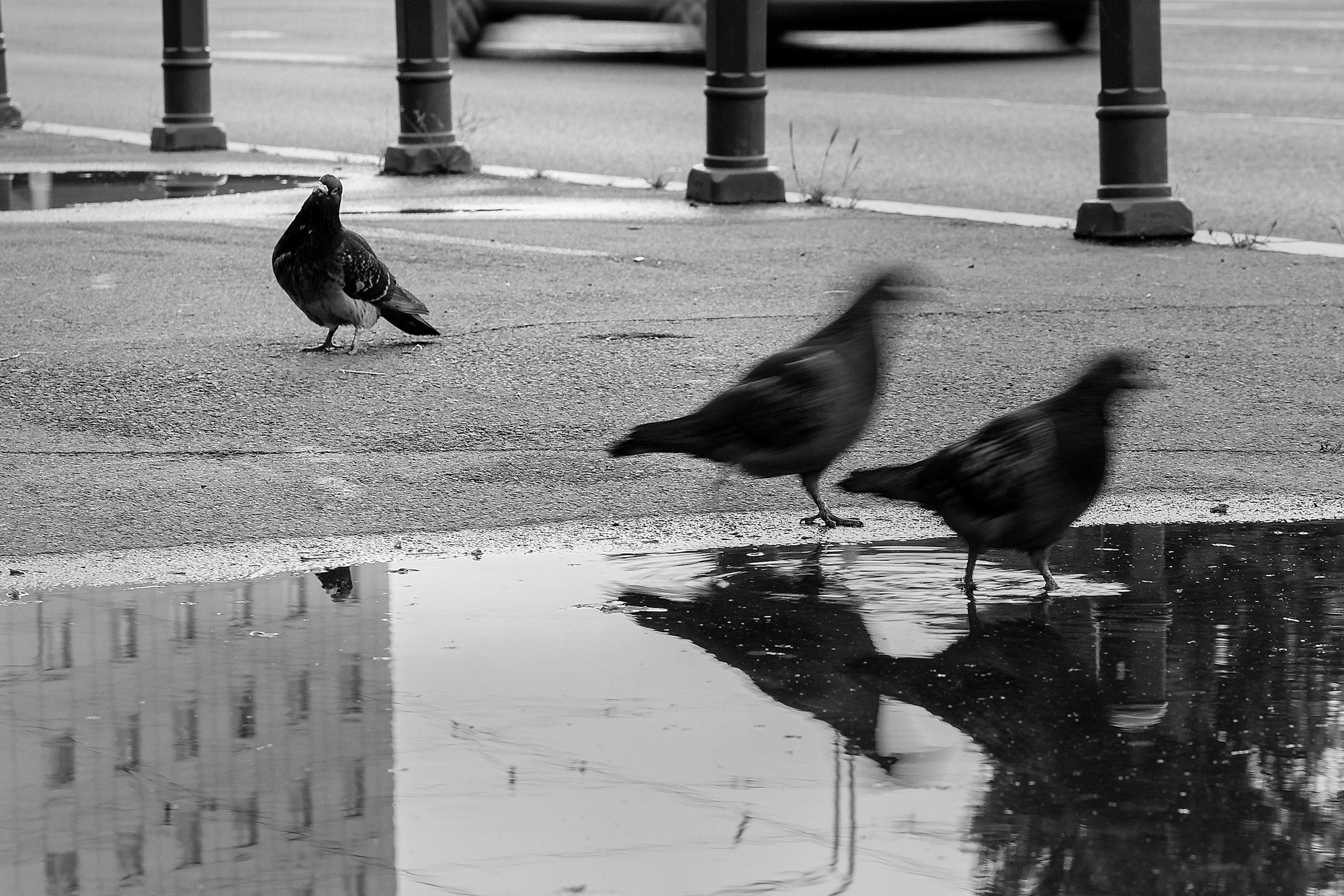 Monochrome. A Creative Insight | Catalin Nastase