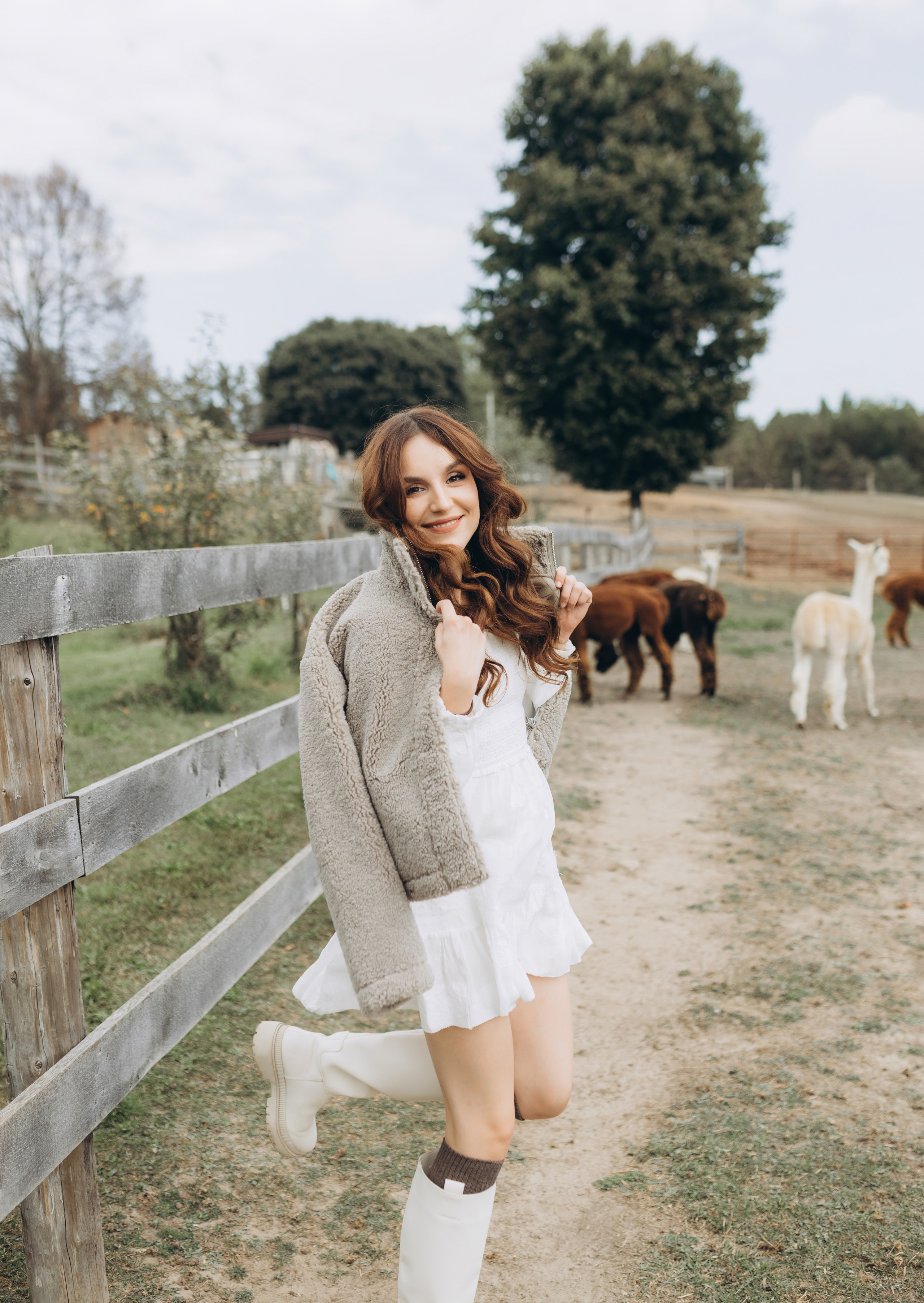 Alpacas Farm. Chernenko.photography
