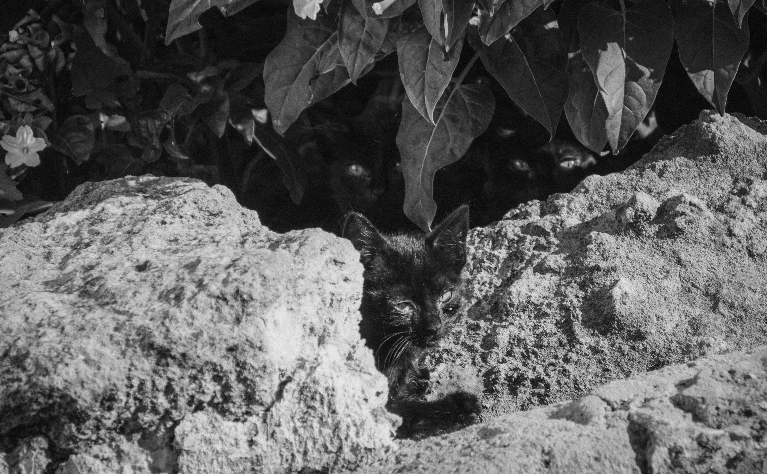 Rojales. Alba del Norte Studio