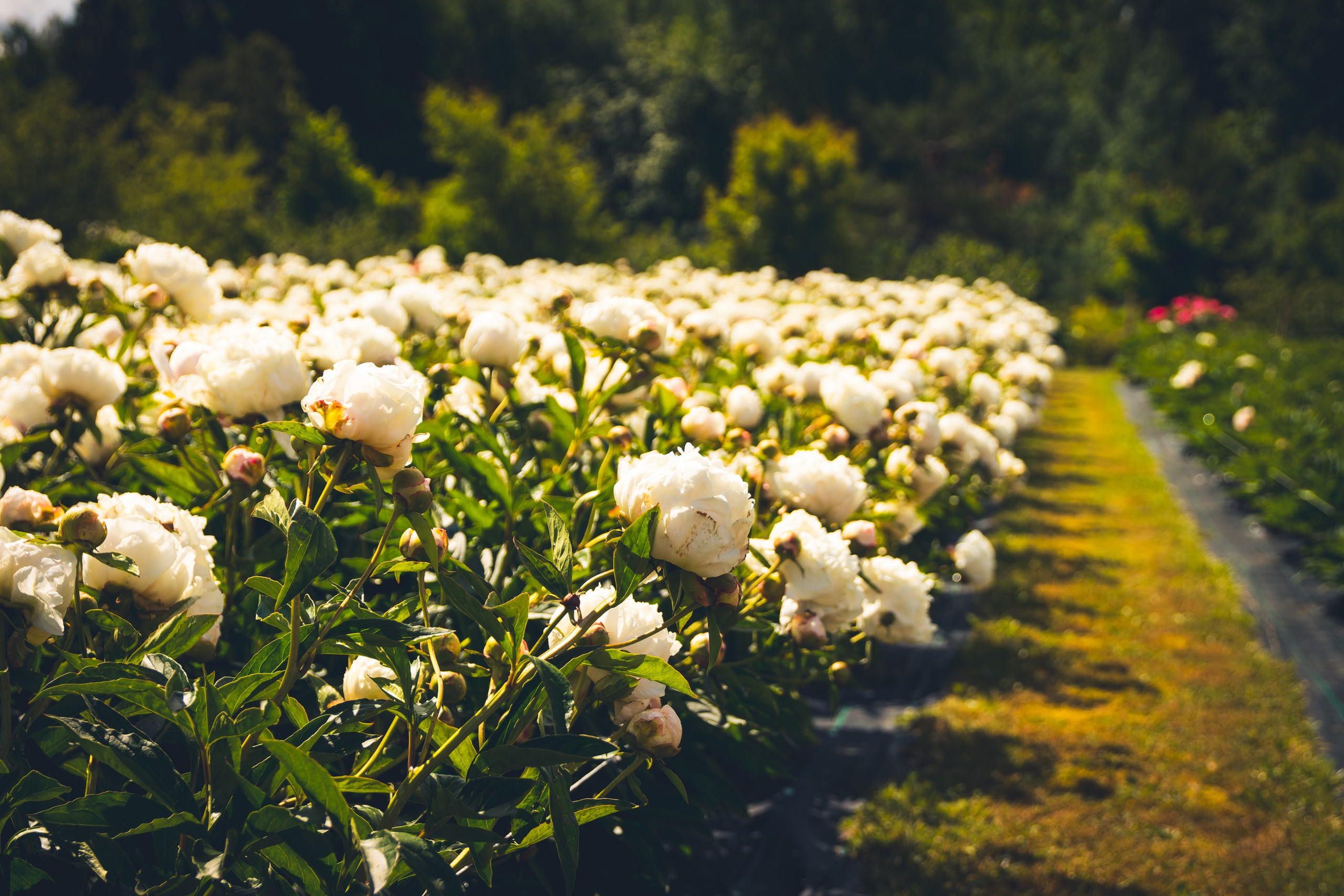 Saarema, reis. Nebula 25 — Fotod teie hingele