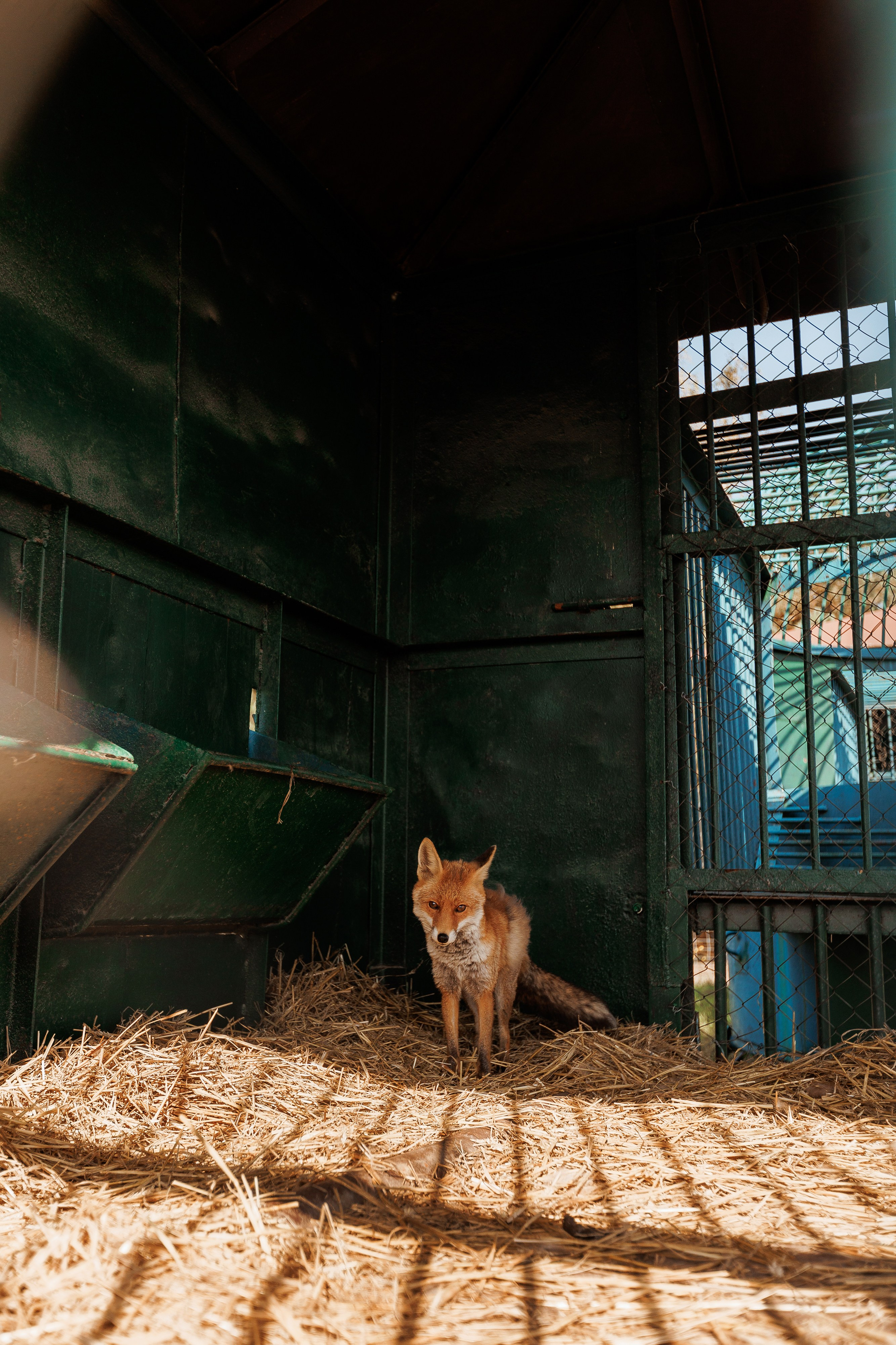 Екопарк Аміла. Ірина Терещук
