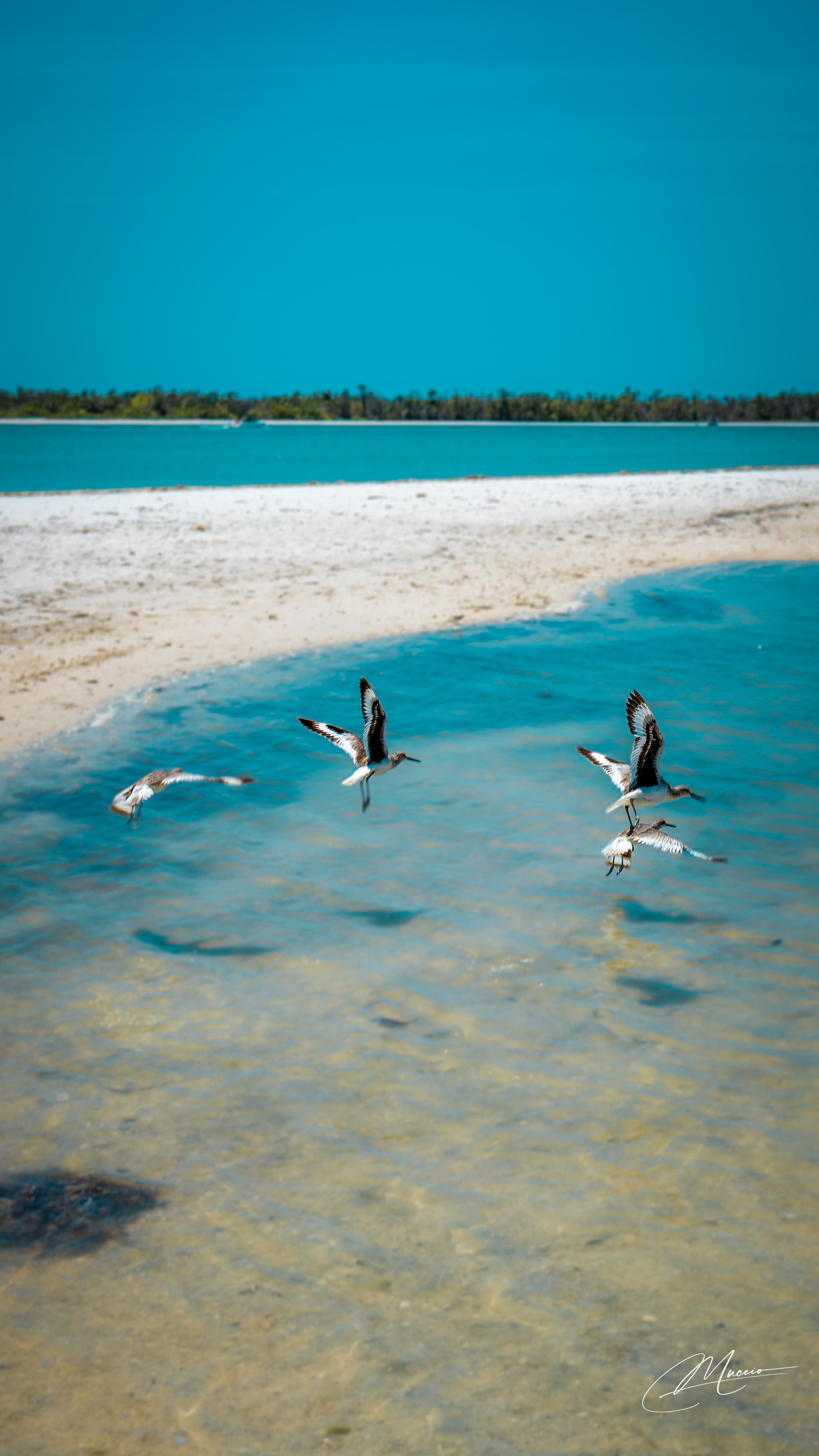 Florida Man — Fort Myers Walkabout. Out and About 239